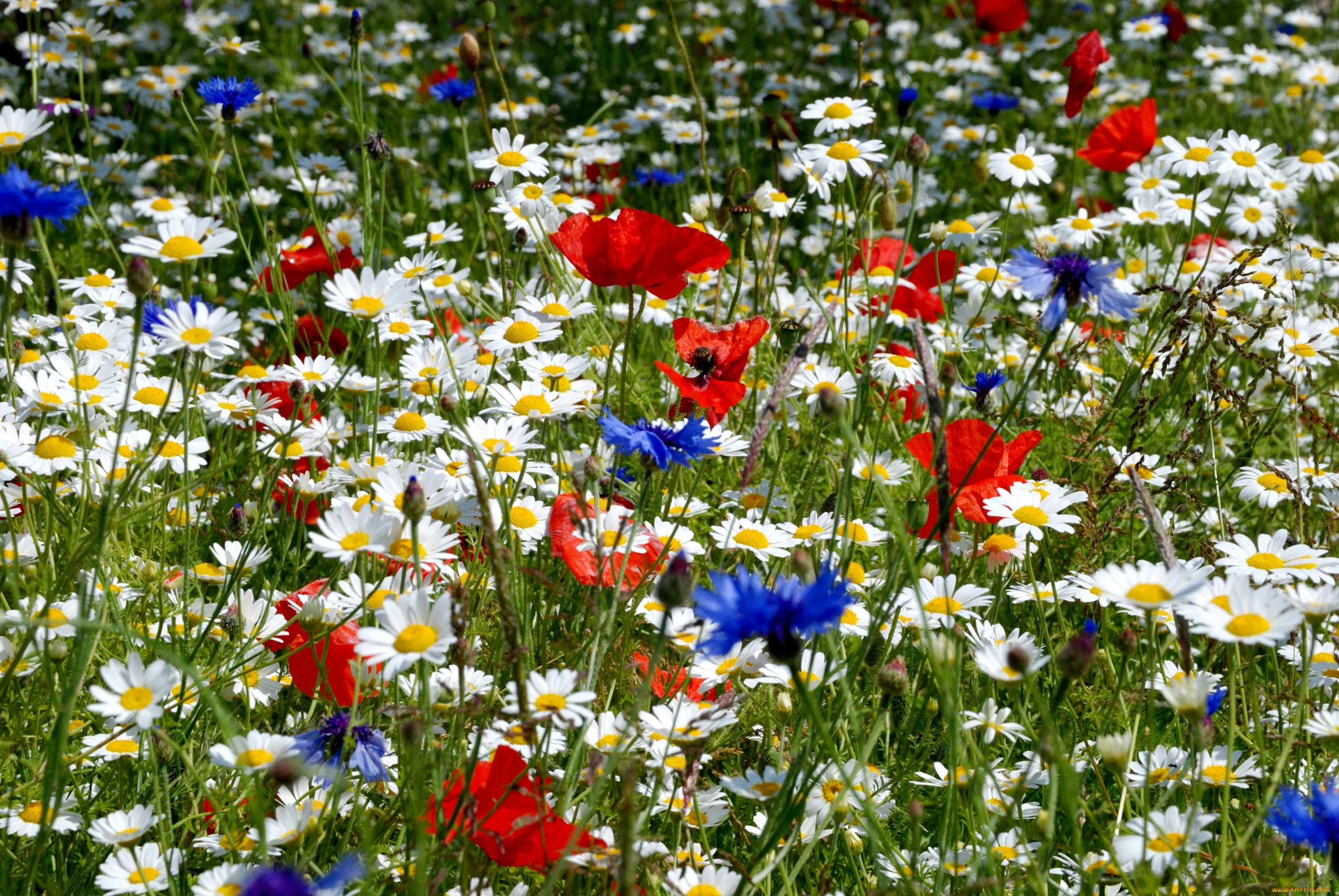 цветы, луговые, полевые, луг, васильки, маки, ромашки