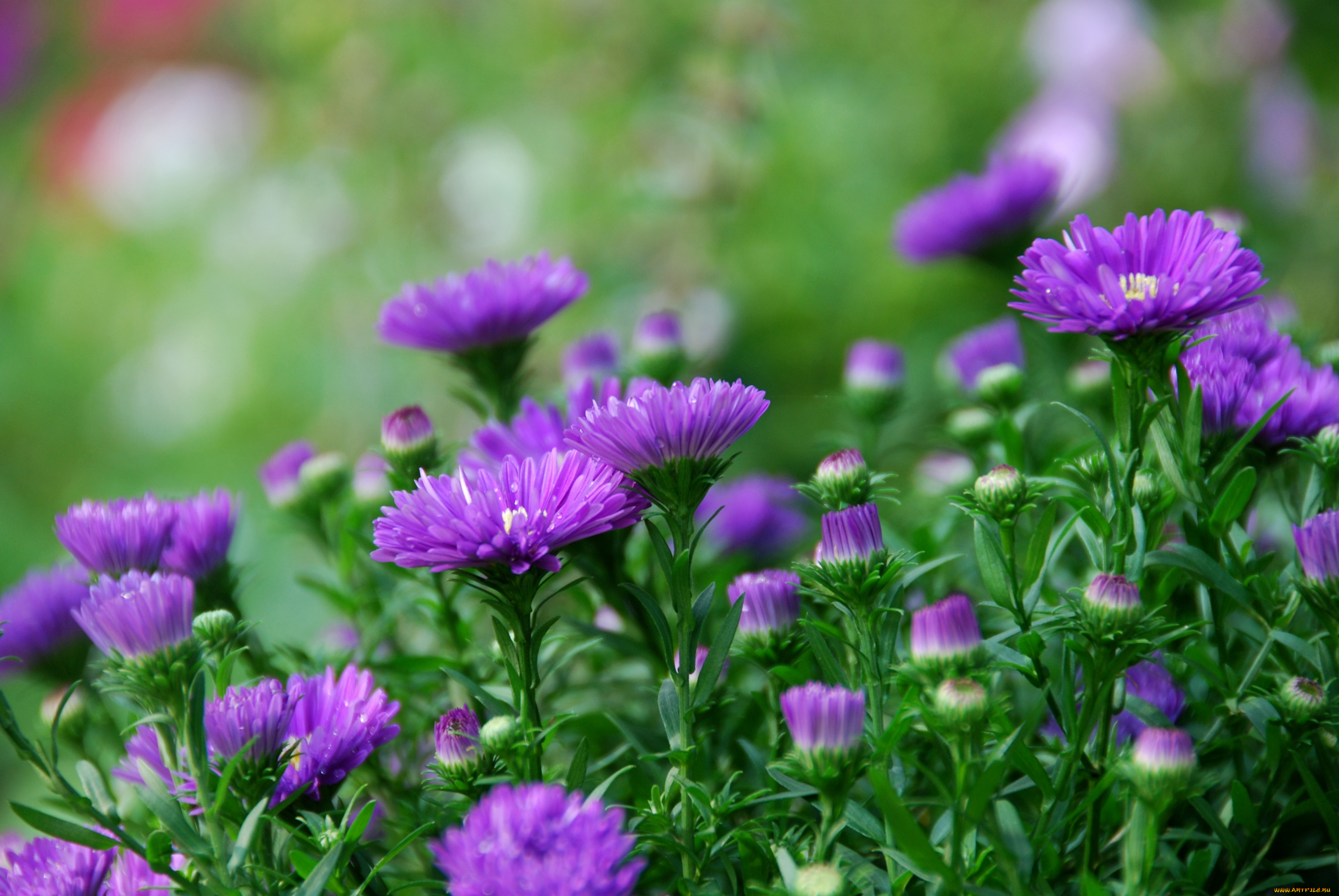 цветы, астры, фиолетовый
