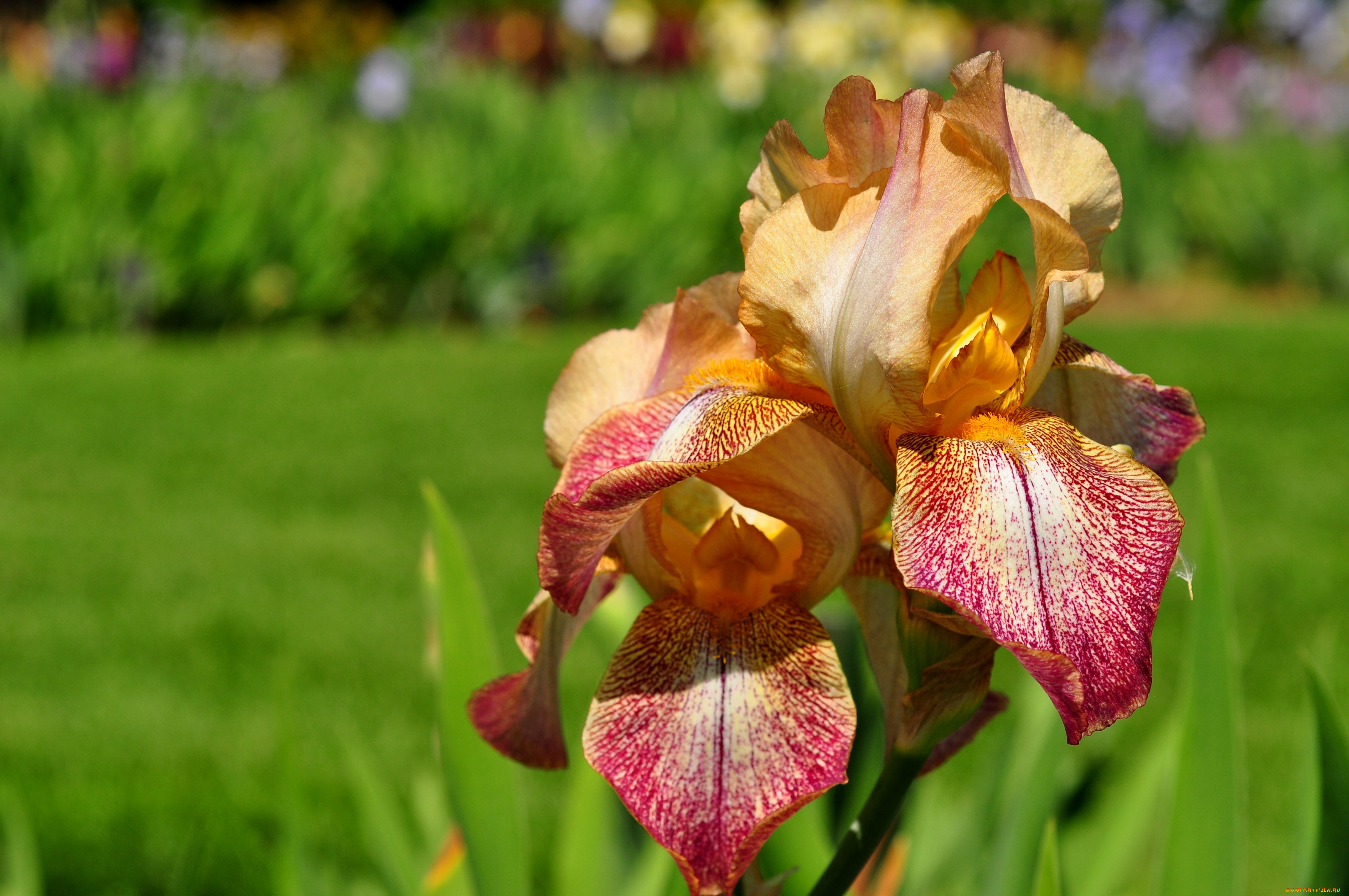 цветы, ирисы, лепестки