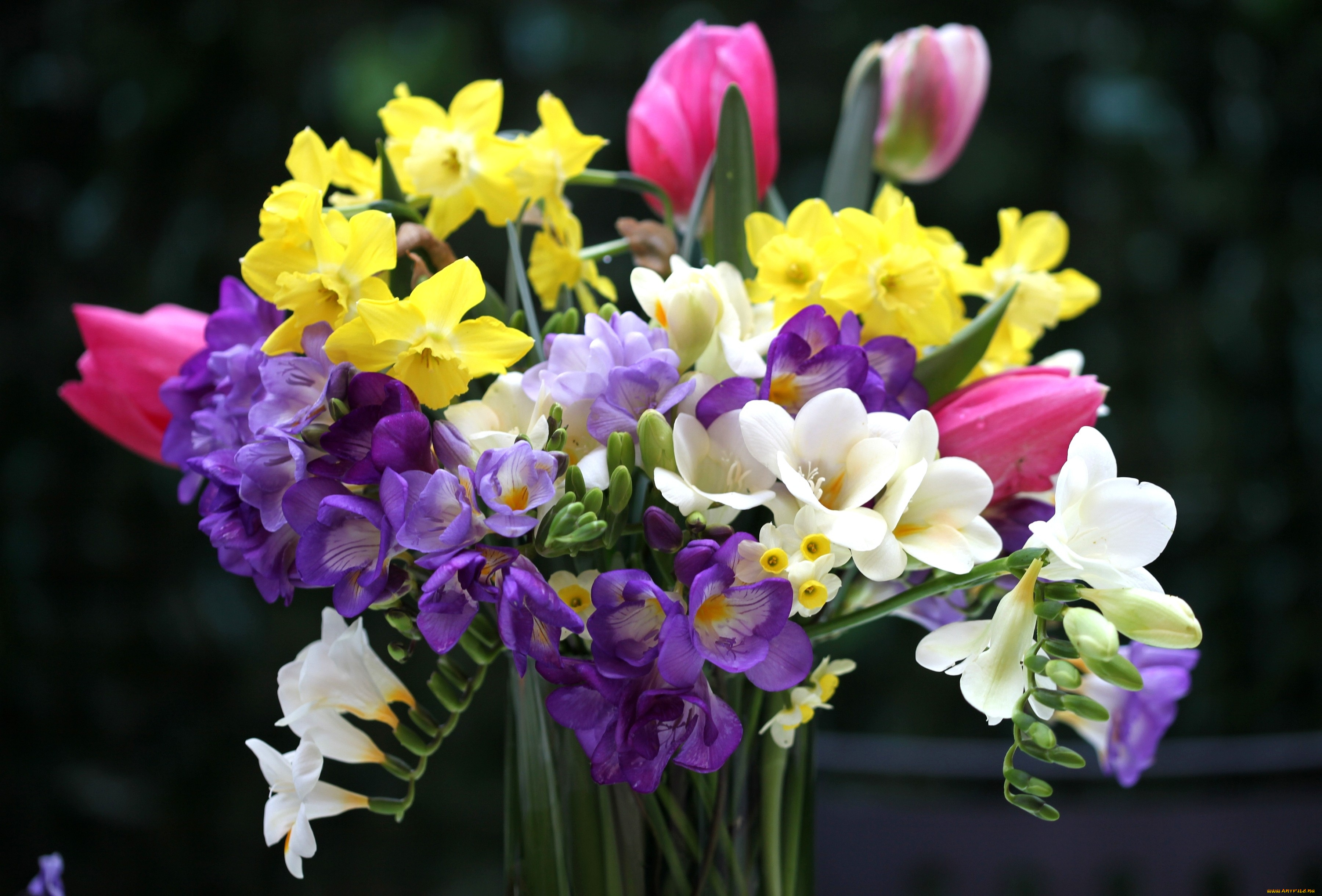 цветы, букеты, композиции, тюльпаны, нарциссы, фрезия