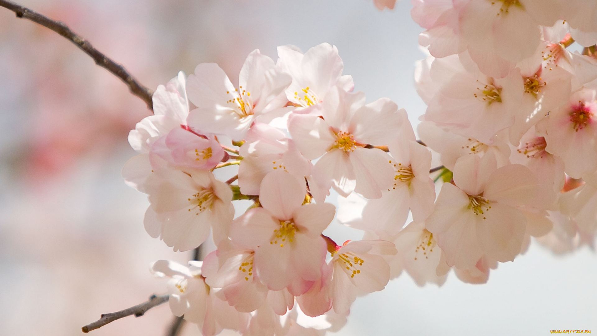 цветы, цветущие, деревья, , , кустарники, ветка