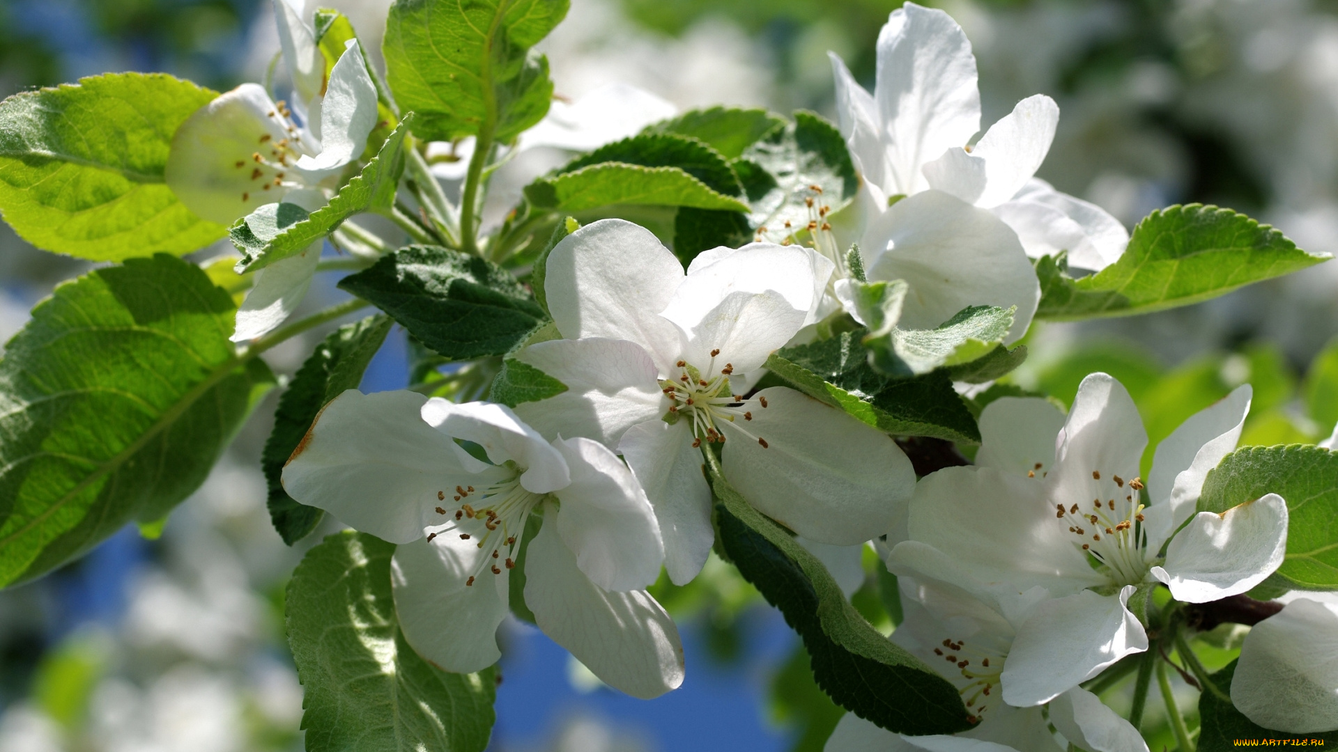 цветы, цветущие, деревья, , , кустарники, весна