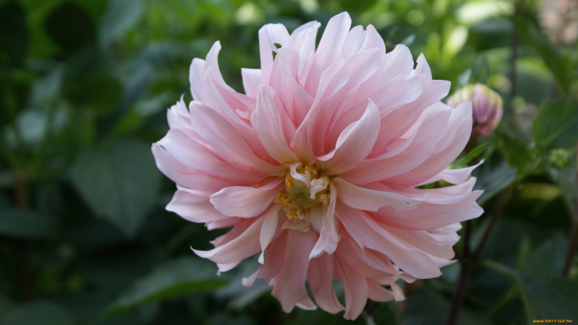 цветы, георгины, бутон