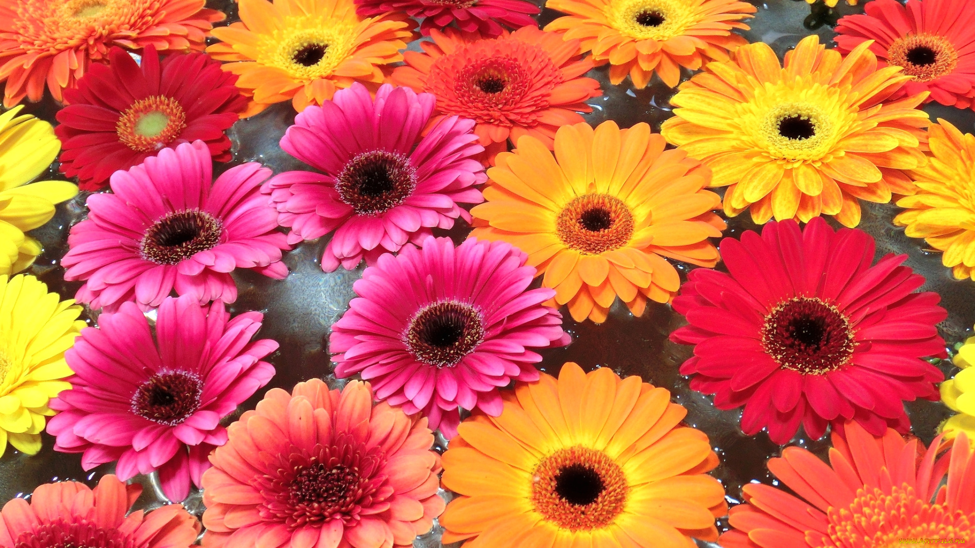 цветы, герберы, много