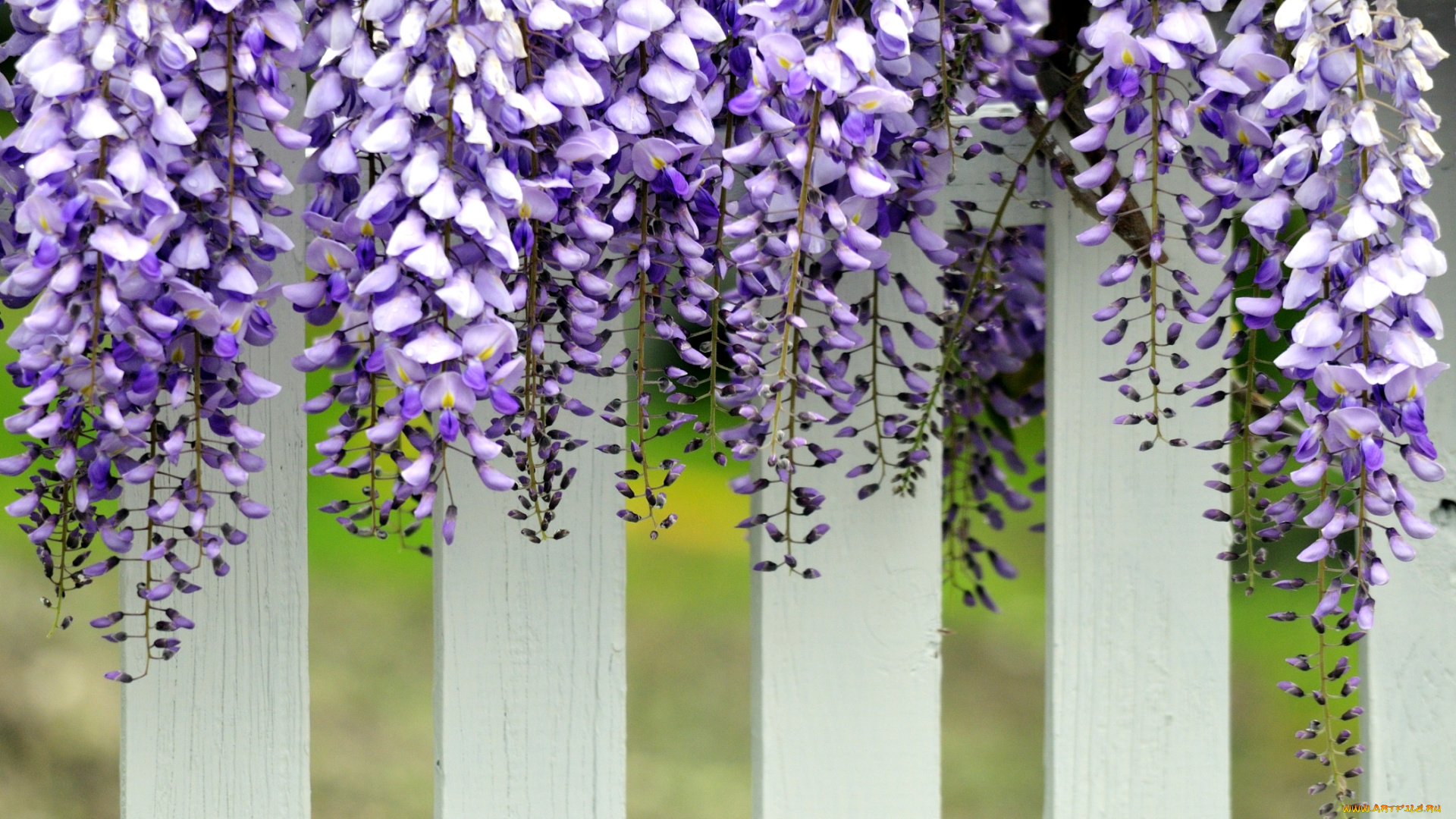 цветы, глициния, вистерия