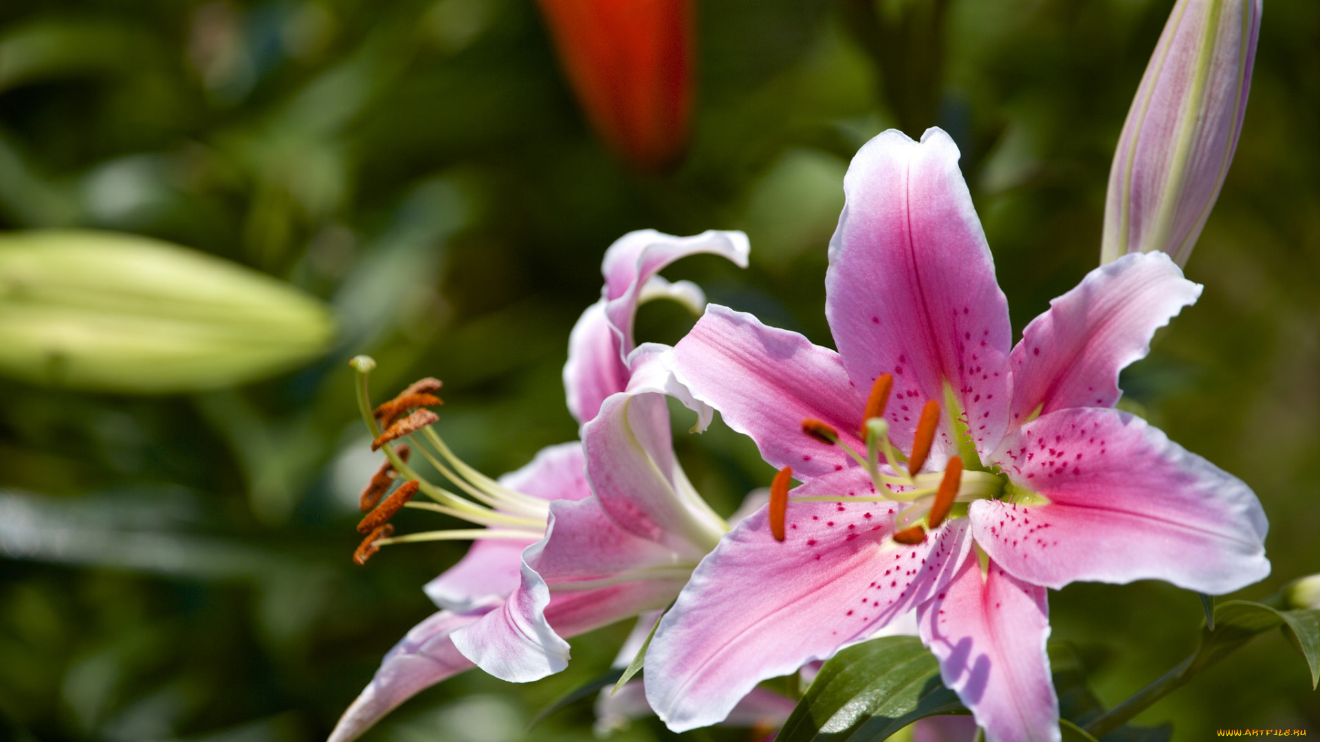 цветы, лилии, , лилейники, розовый