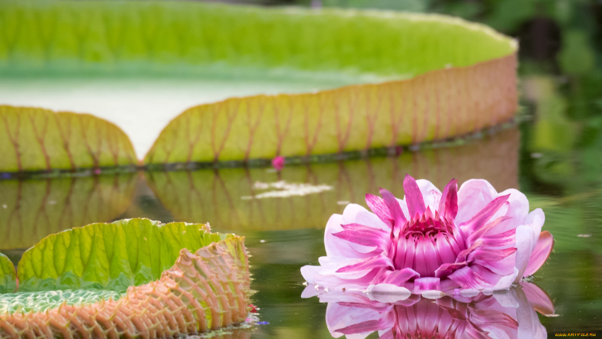 цветы, лилии, водяные, , нимфеи, , кувшинки, розовый