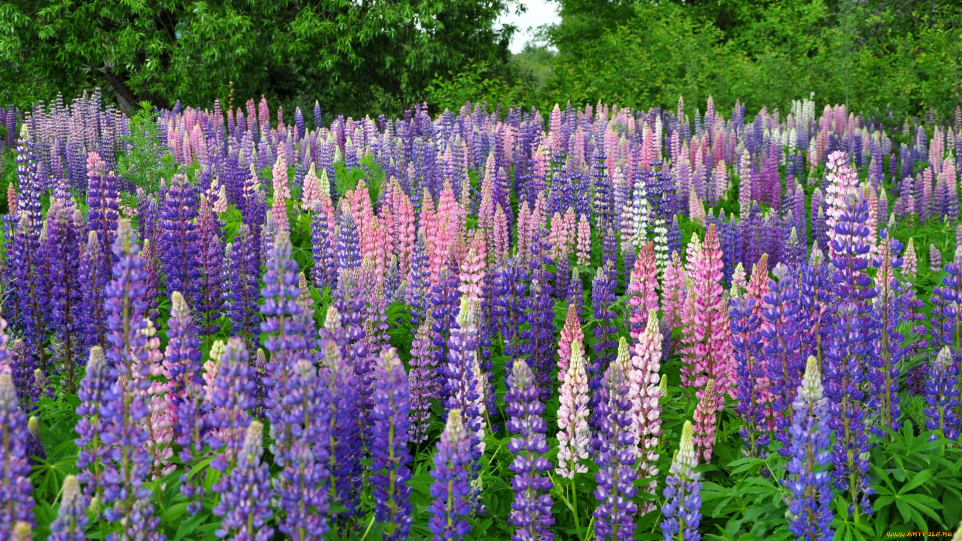 цветы, люпин, много