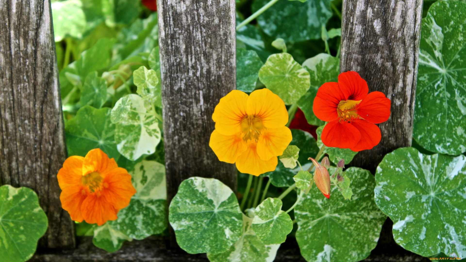 цветы, настурции, забор
