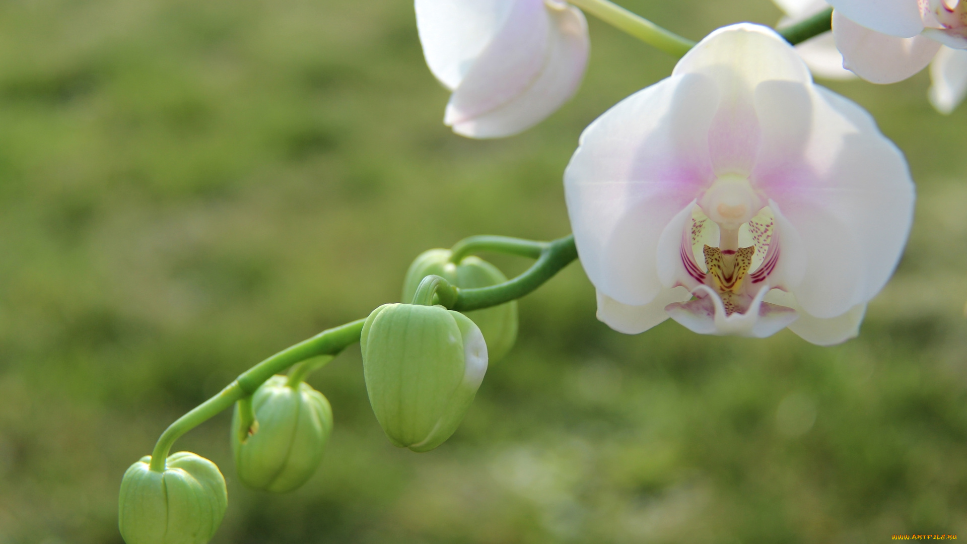 цветы, орхидеи, нежность