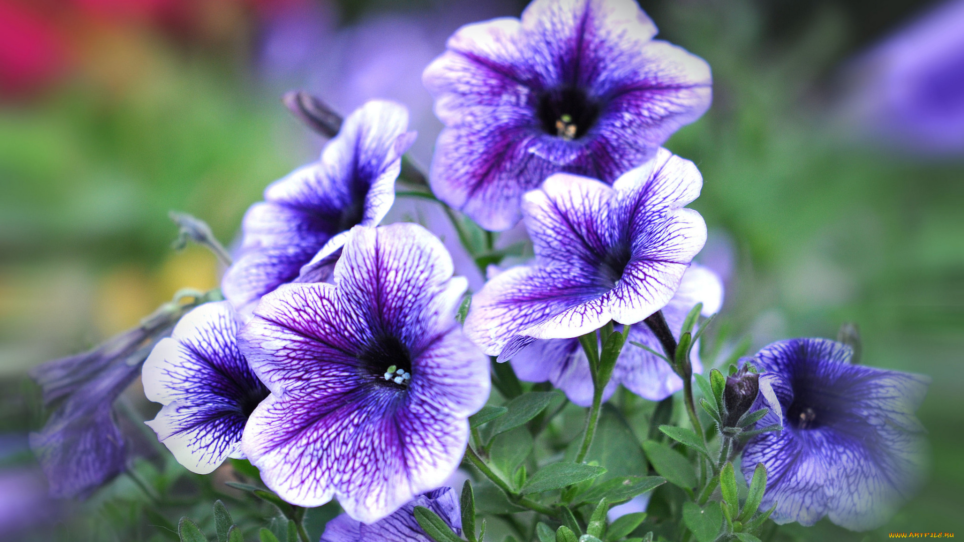 цветы, петунии, , калибрахоа, макро