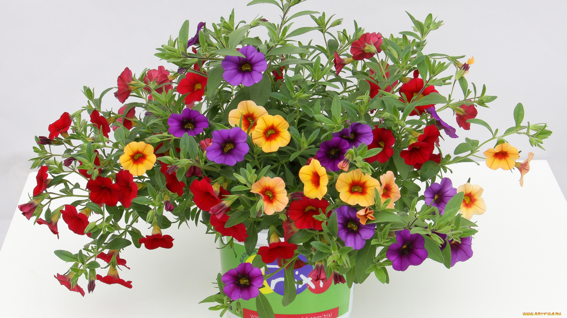 цветы, петунии, , калибрахоа, много, вазон, петунья