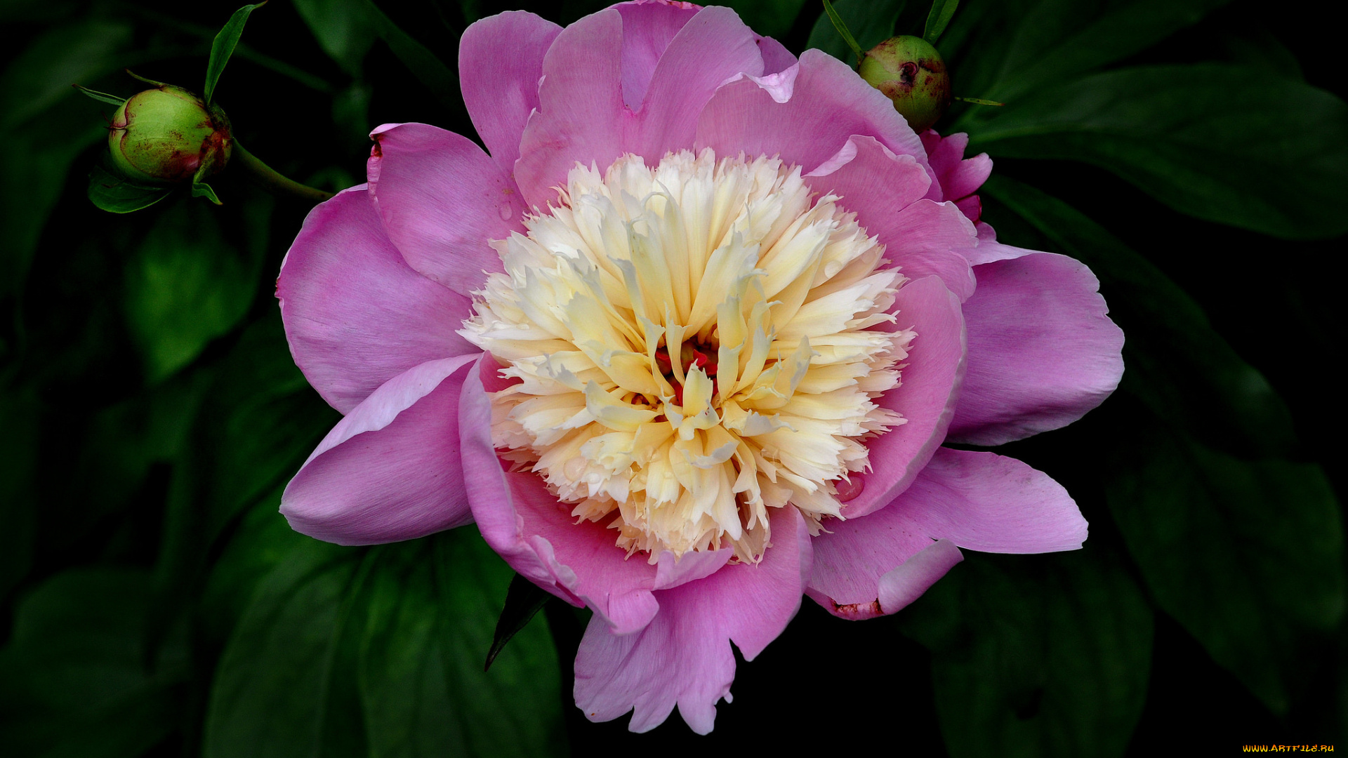 цветы, пионы, макро