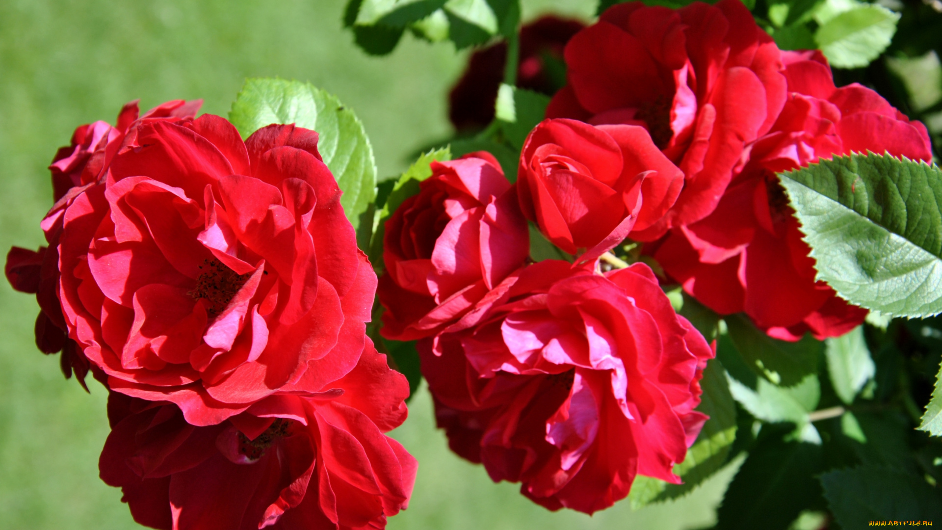 цветы, розы, красный