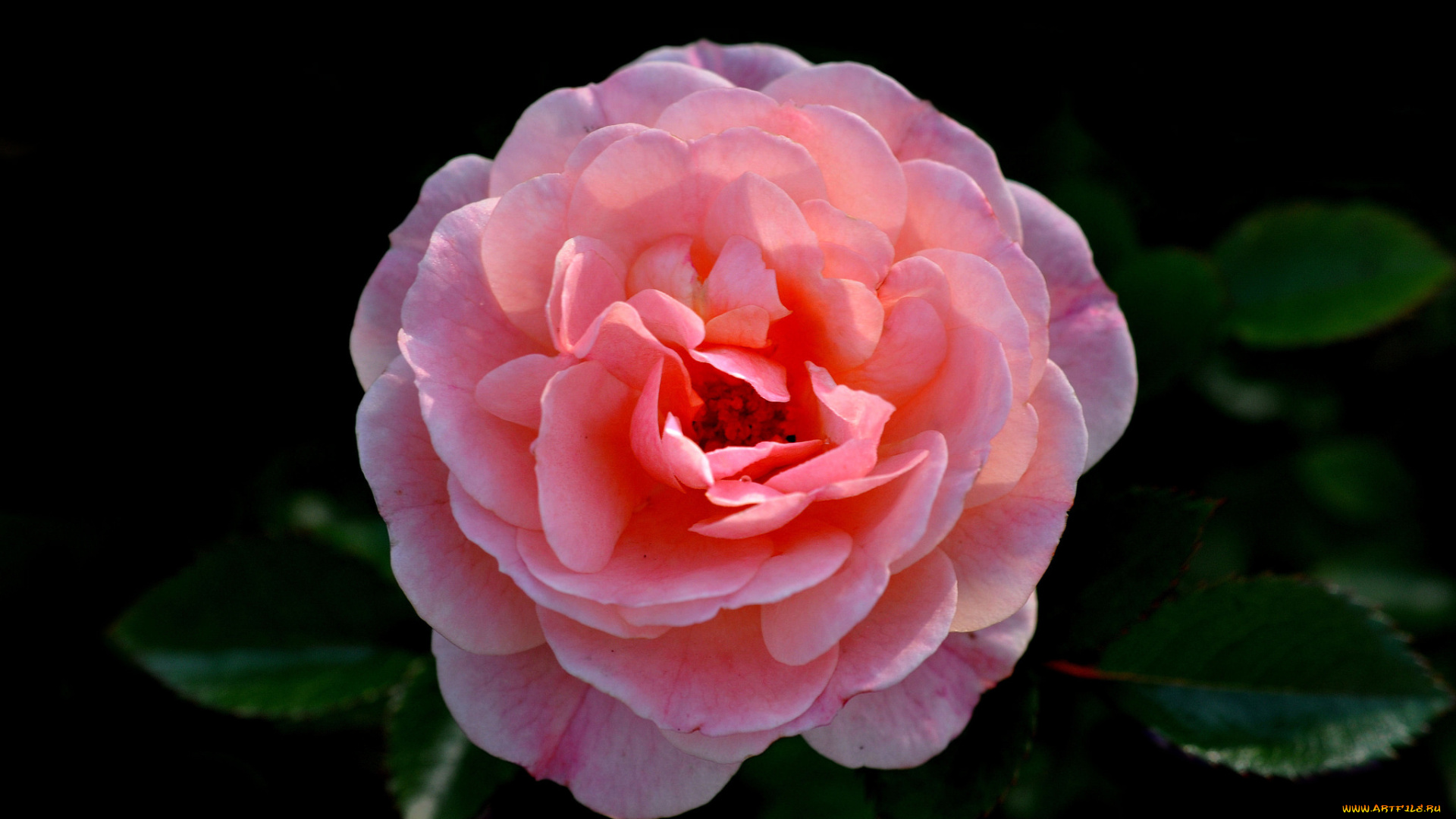 цветы, розы, розовый