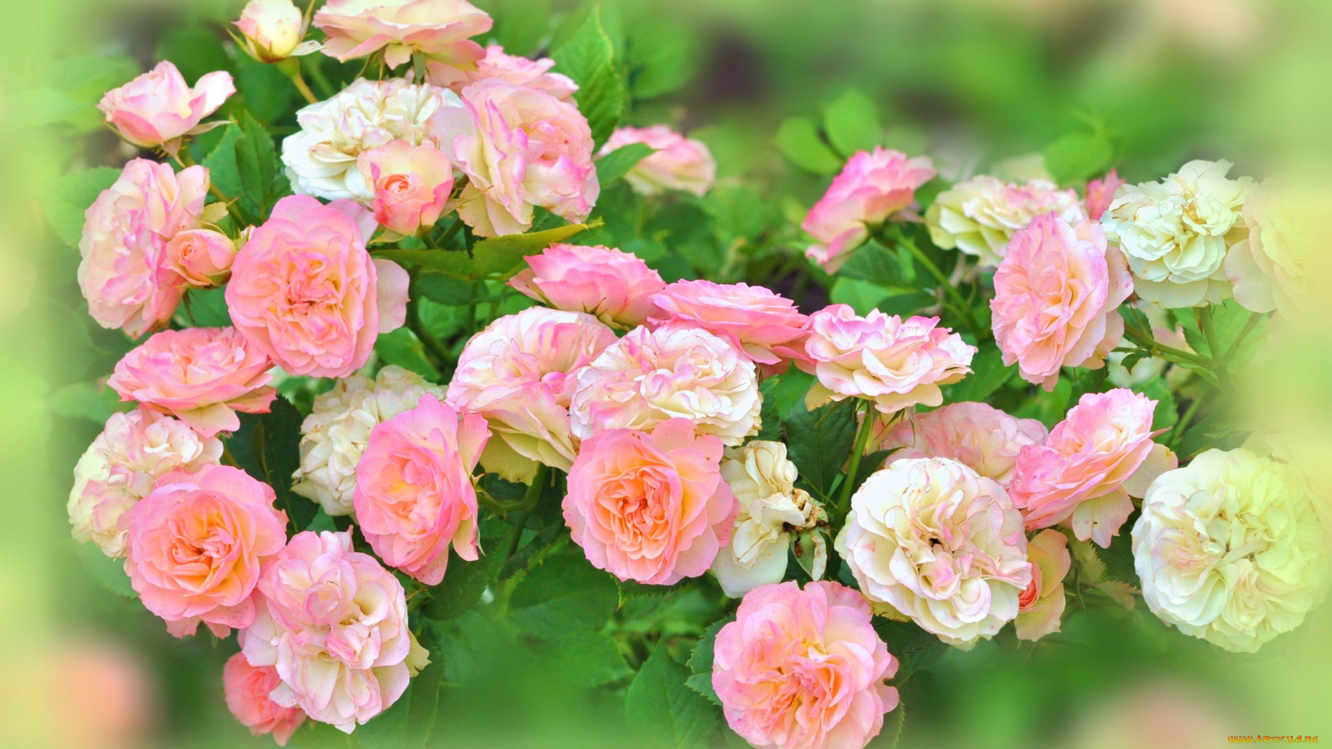 цветы, розы, розовый