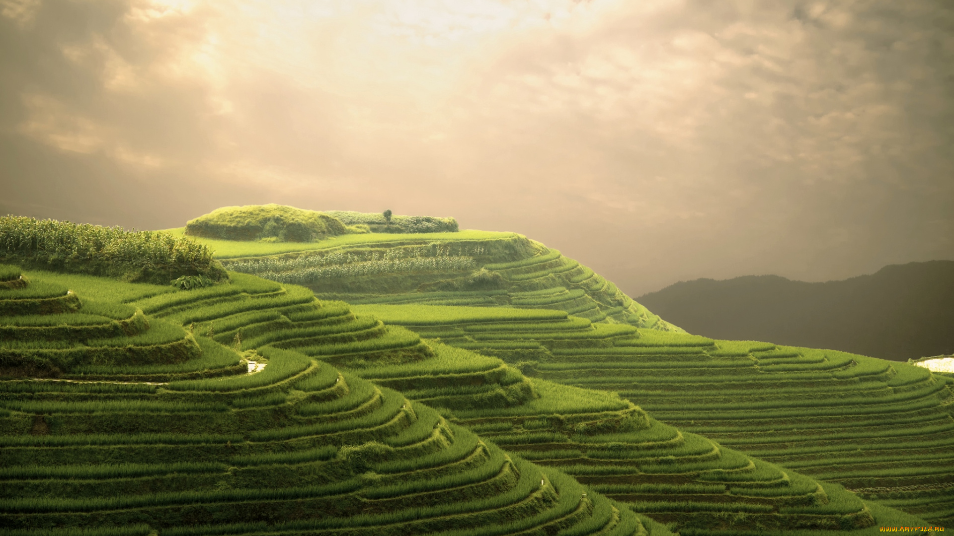 природа, поля, терассы