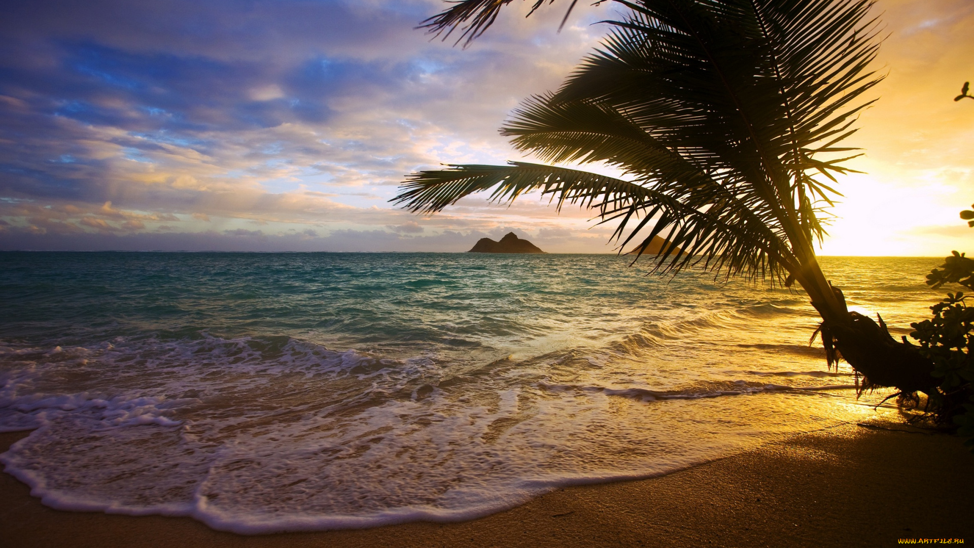 природа, тропики, море, побережье, пальма, закат