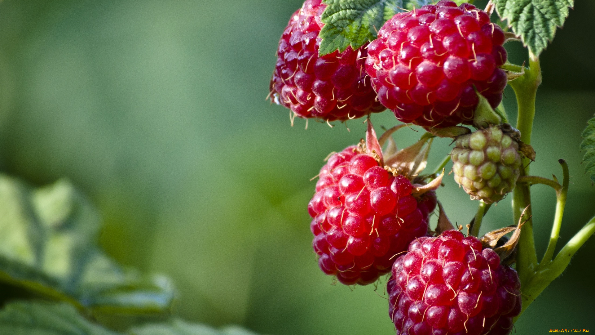 природа, Ягоды, малина