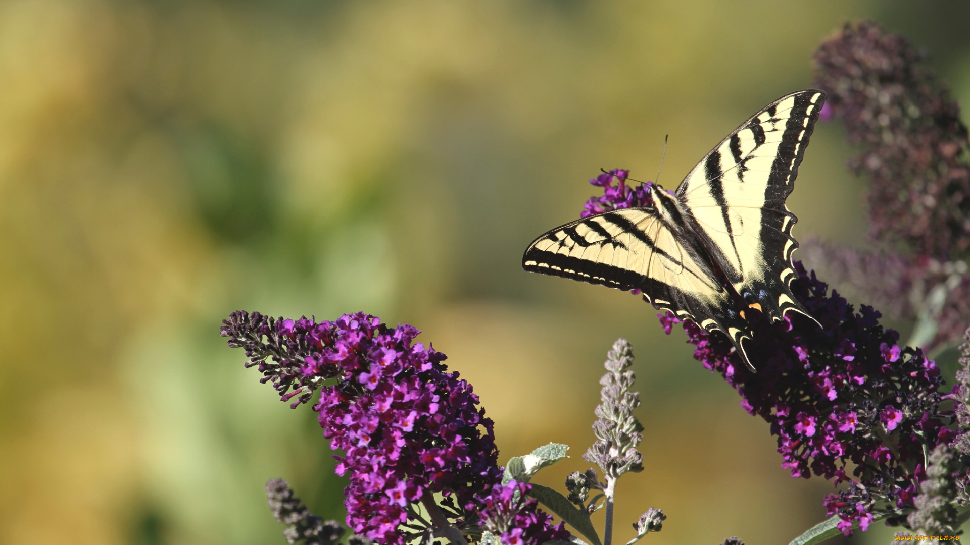 животные, бабочки, крылья