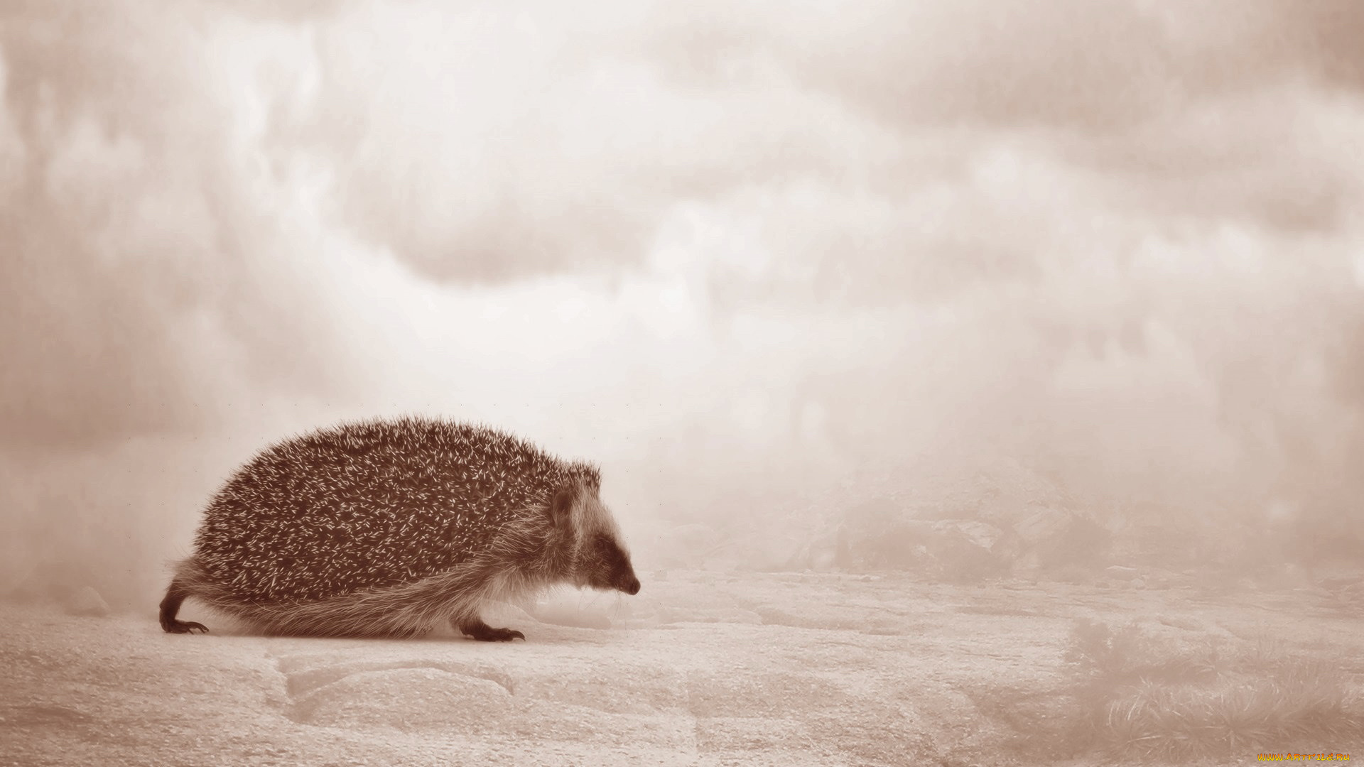 животные, ежи, ёжик