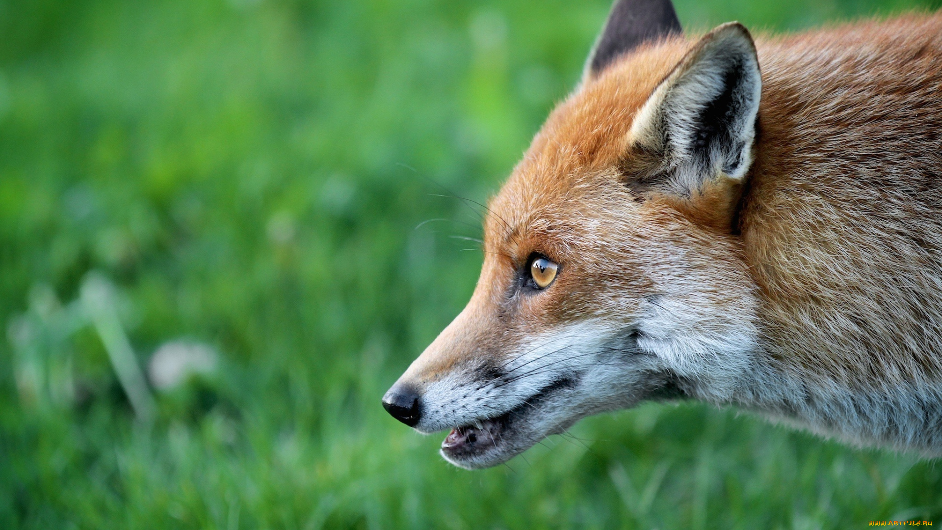 животные, лисы, морда, профиль, рыжая