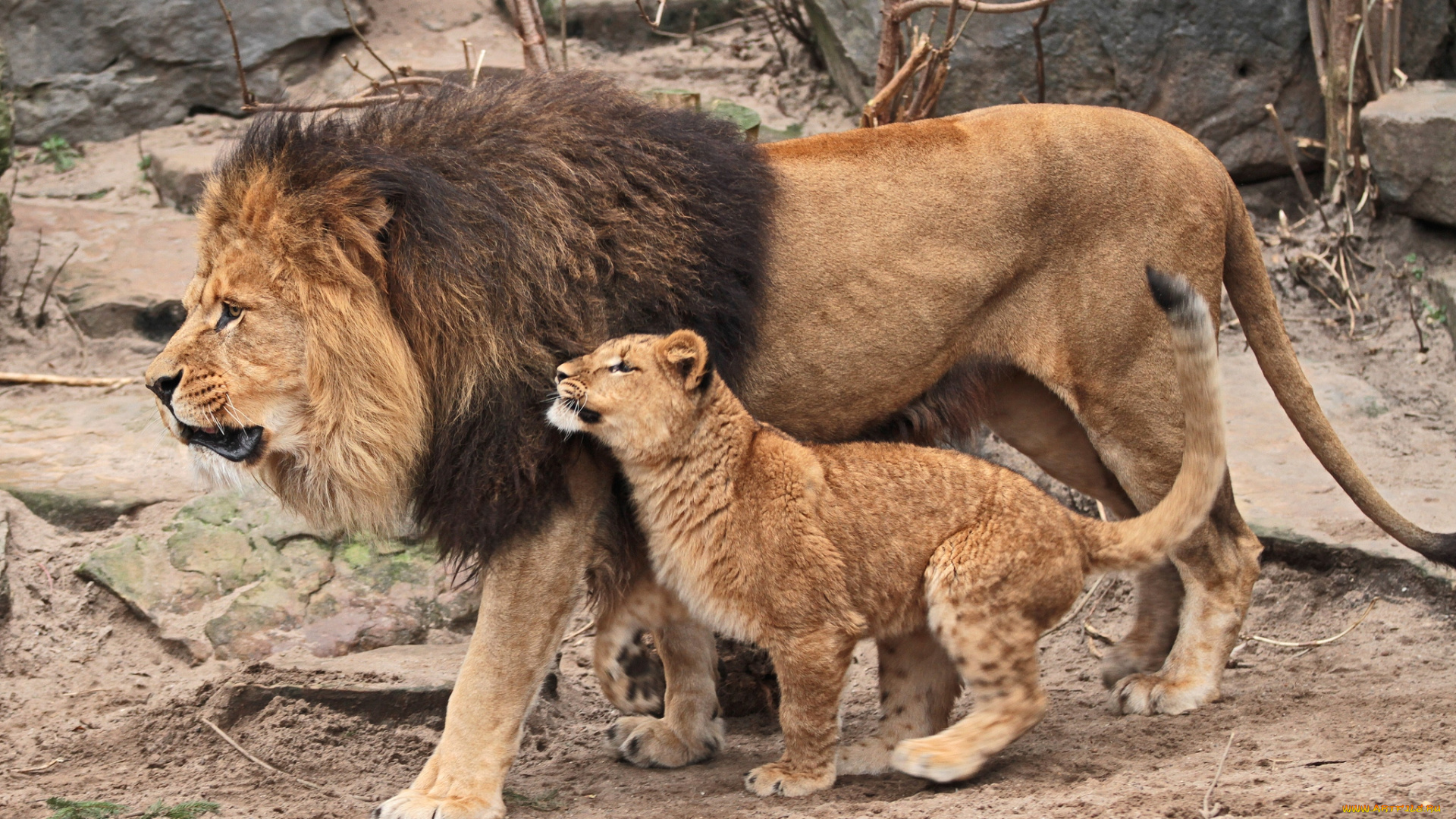 животные, львы, отец, сын