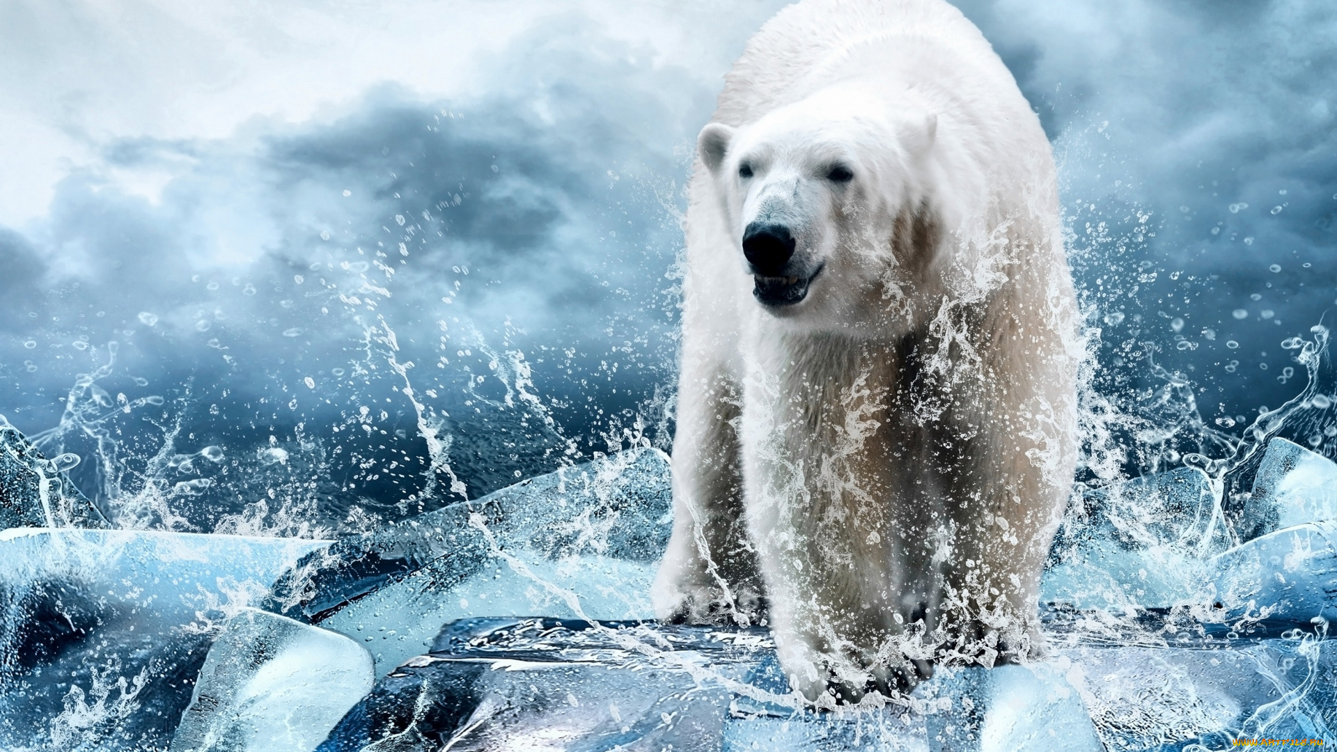 животные, медведи, брызги, вода, лёд, белый, медведь