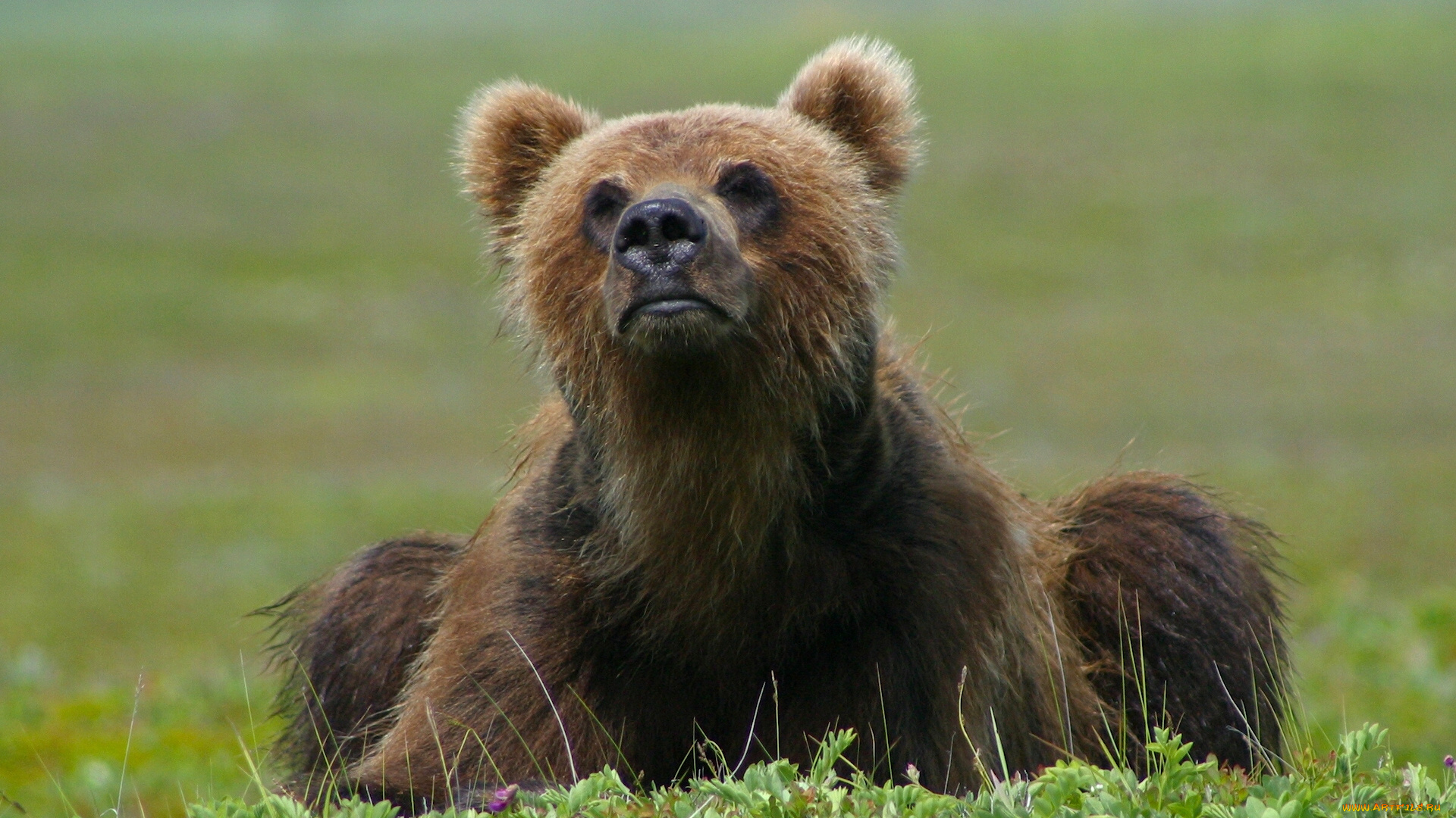 животные, медведи, медведь