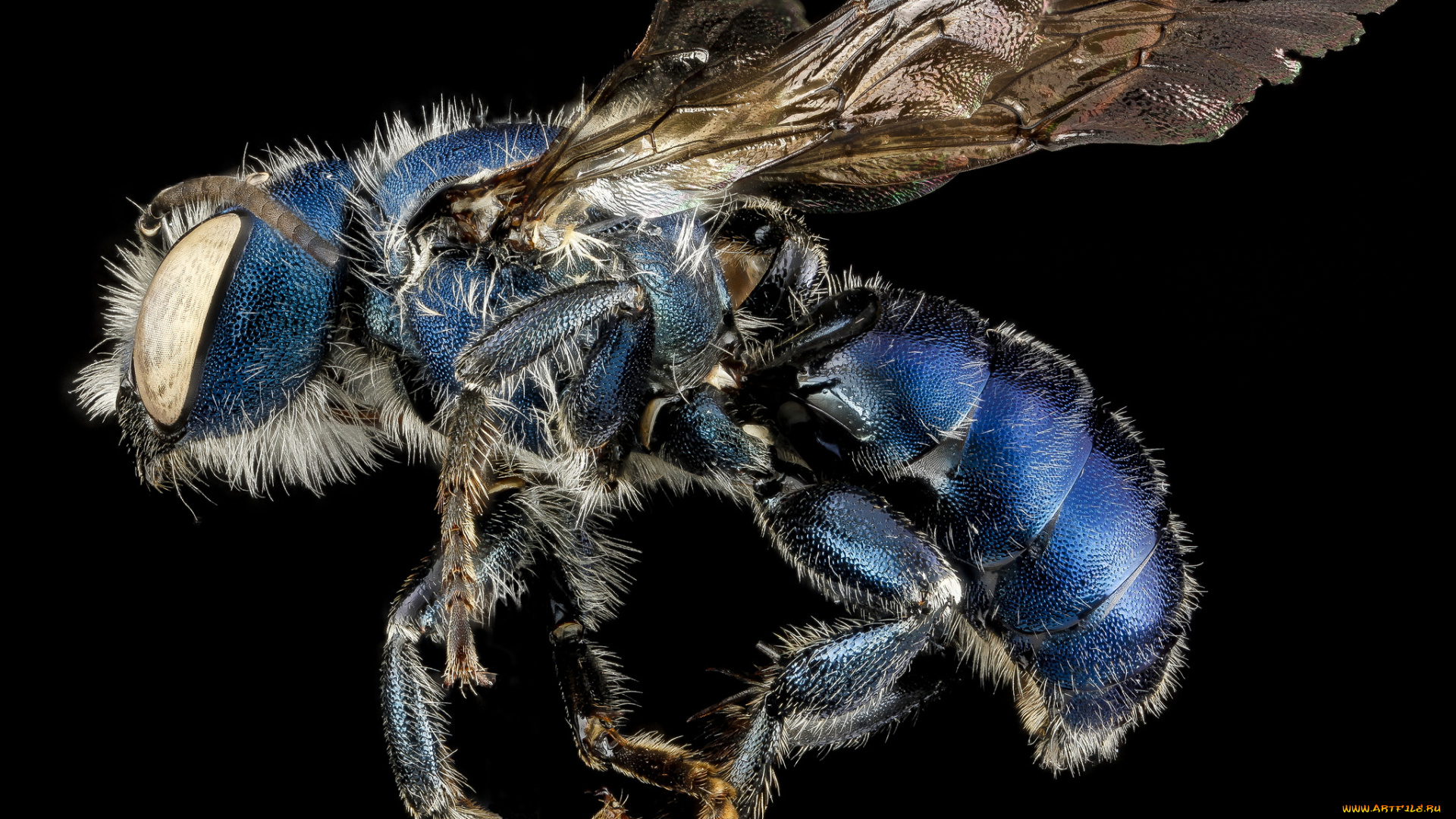 животные, насекомые, макросъемка, насекомое