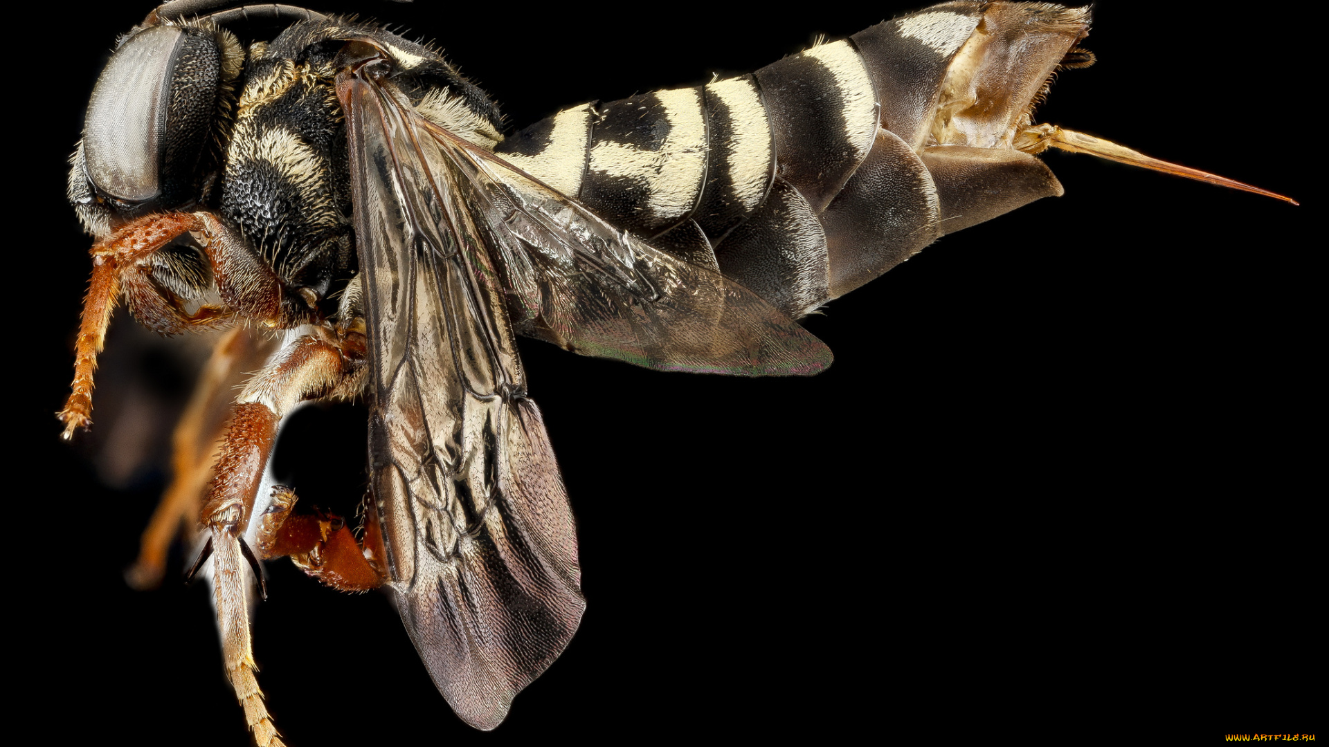 животные, насекомые, макросъемка, насекомое