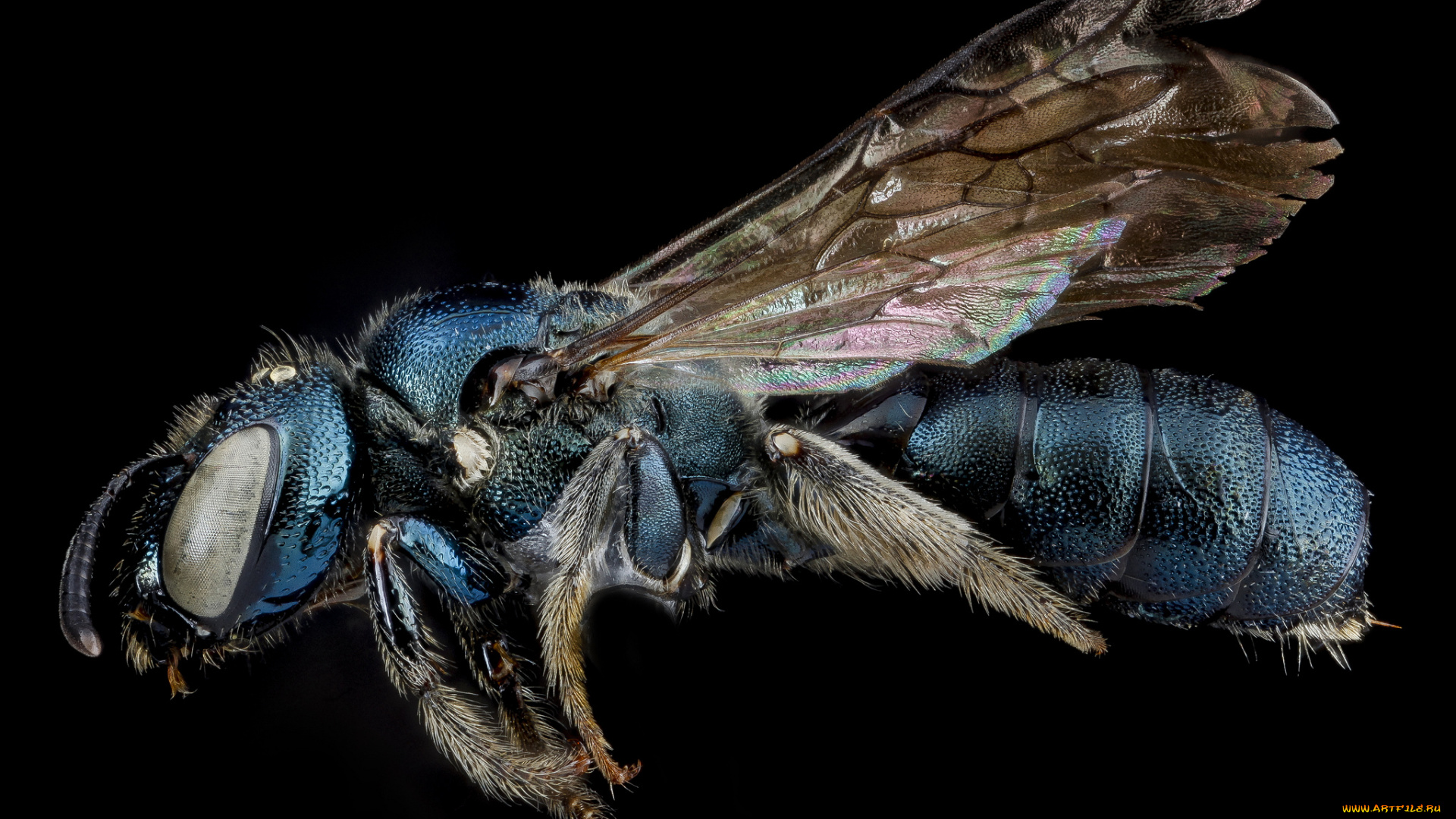 животные, насекомые, макросъемка, насекомое