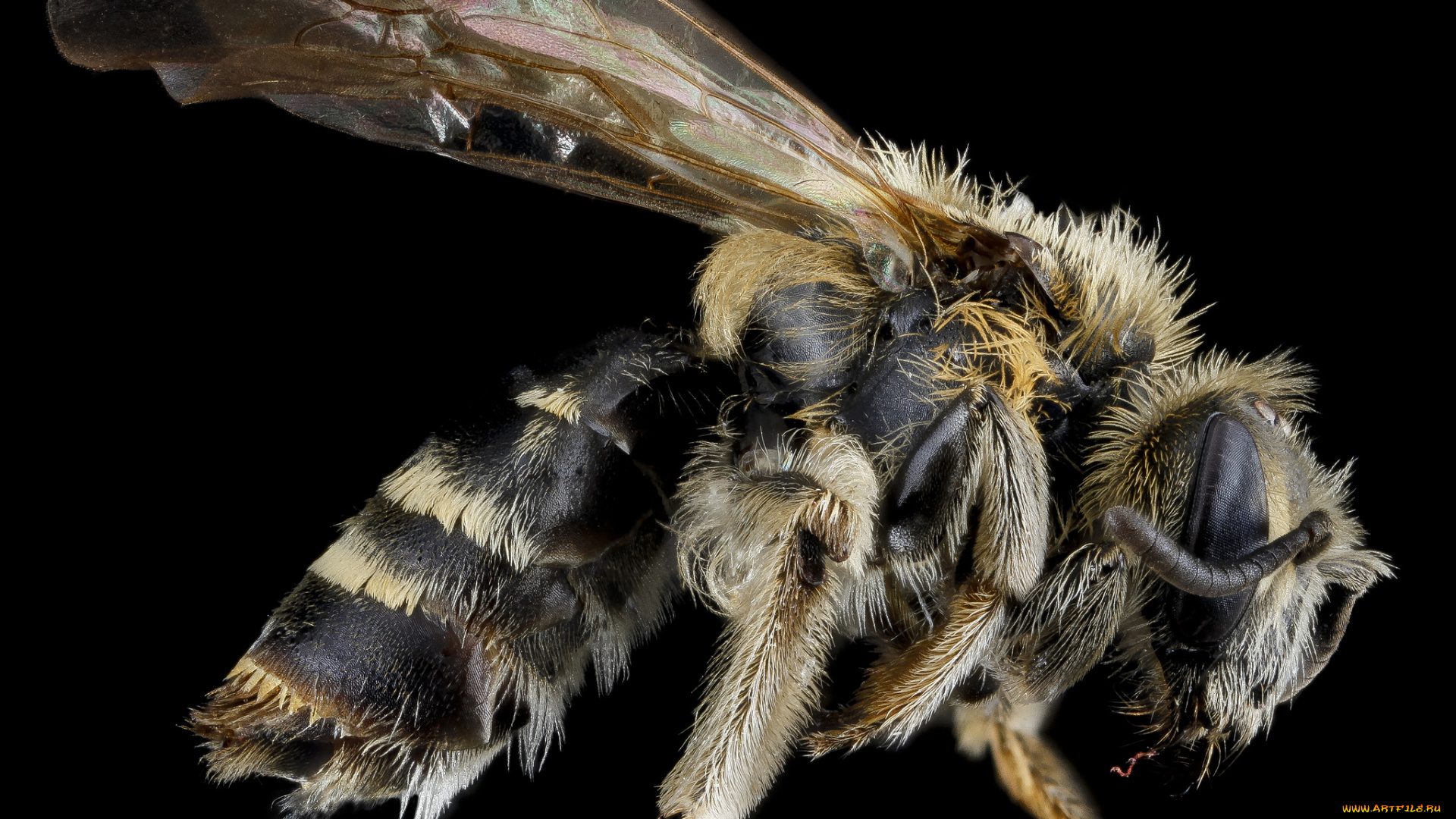 животные, насекомые, макросъемка, насекомое