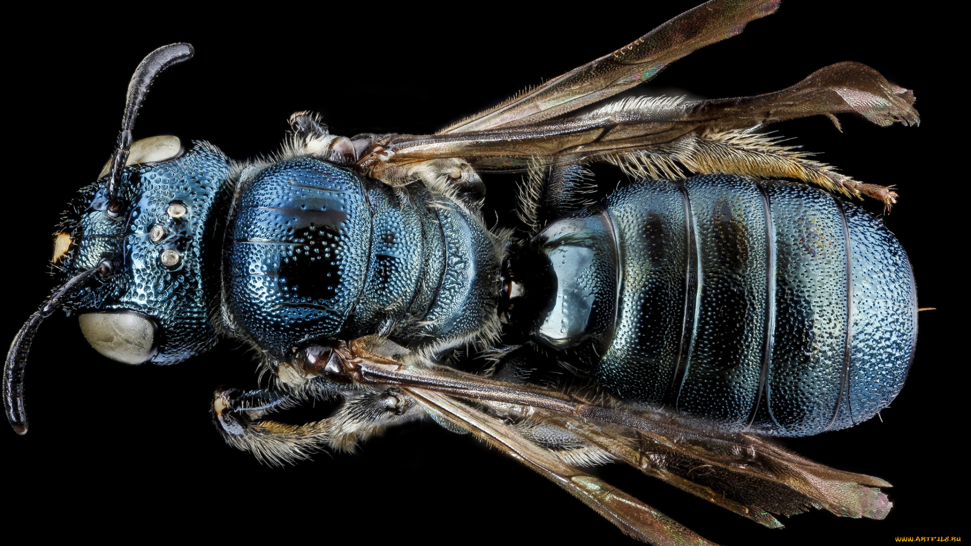 животные, насекомые, макросъемка, насекомое