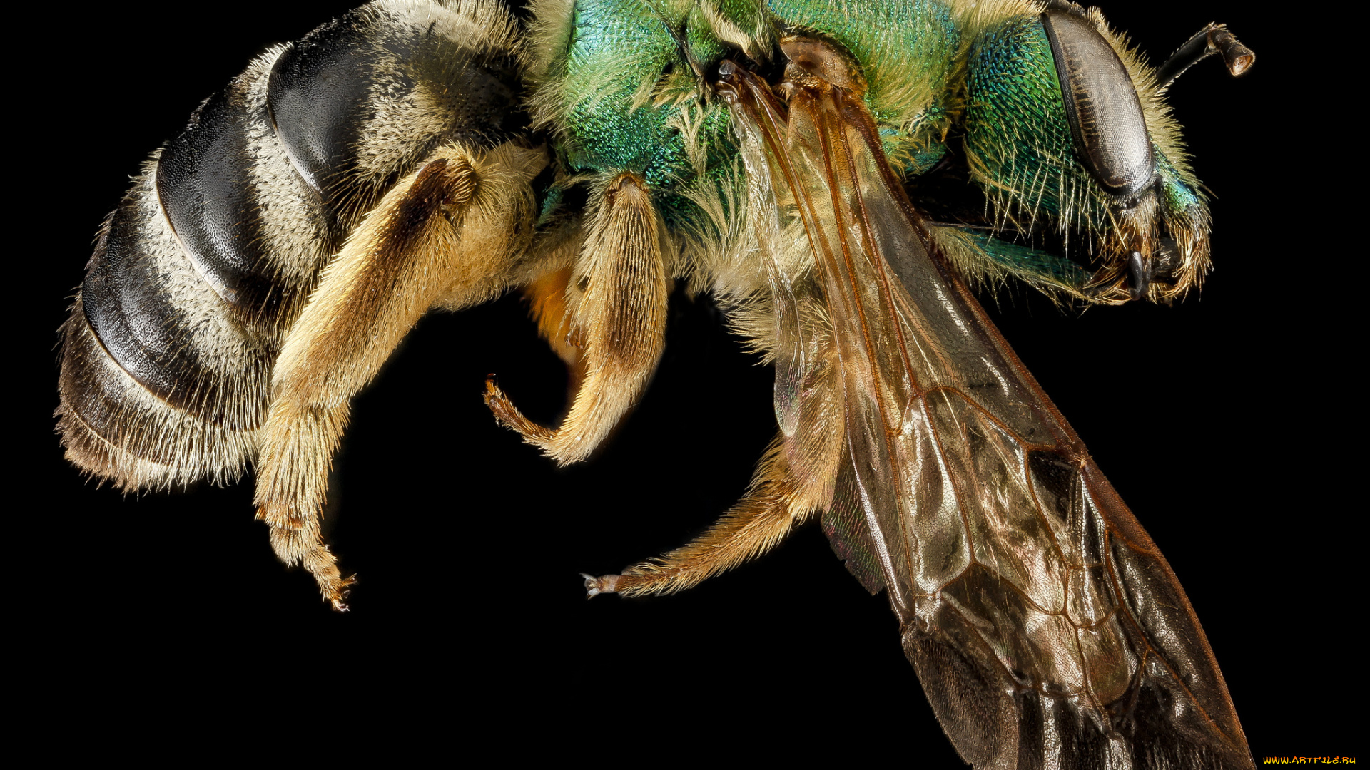 животные, насекомые, макросъемка, насекомое