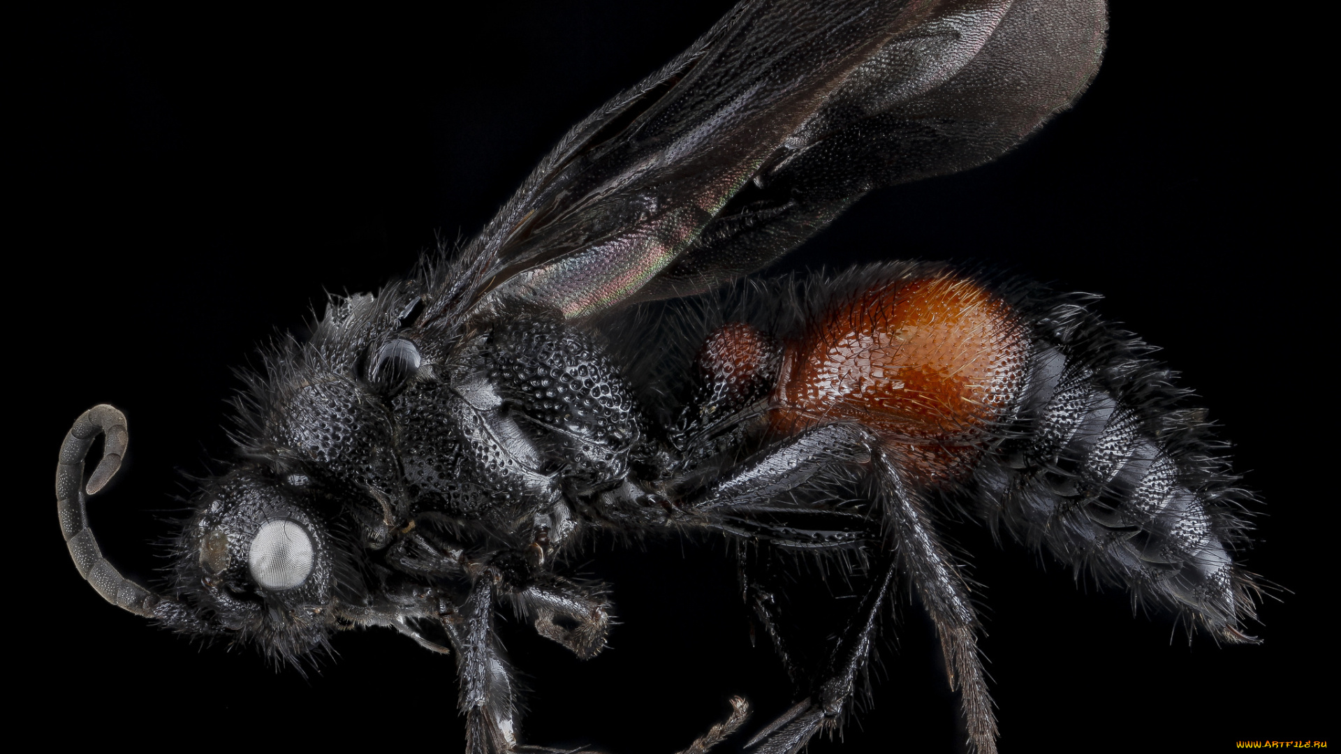 животные, насекомые, макросъемка, насекомое