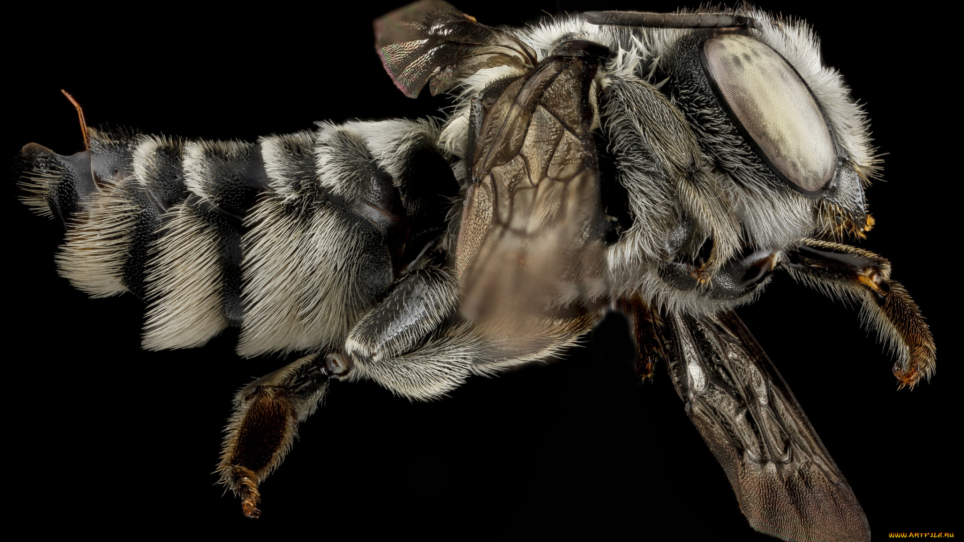 животные, насекомые, насекомое, макросъемка