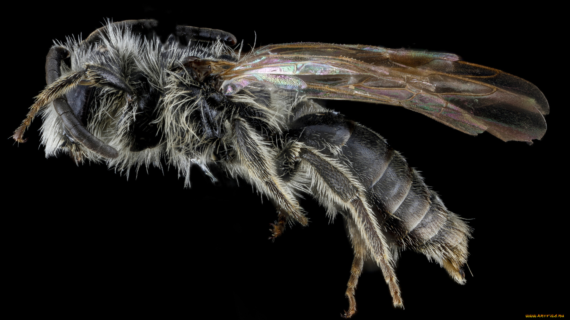 животные, насекомые, насекомое, макросъемка