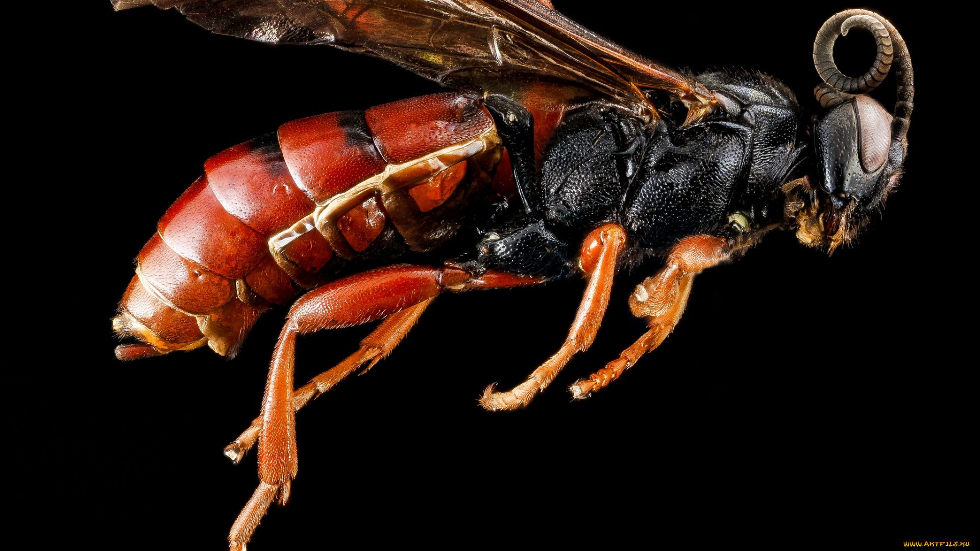 животные, насекомые, насекомое, макросъемка