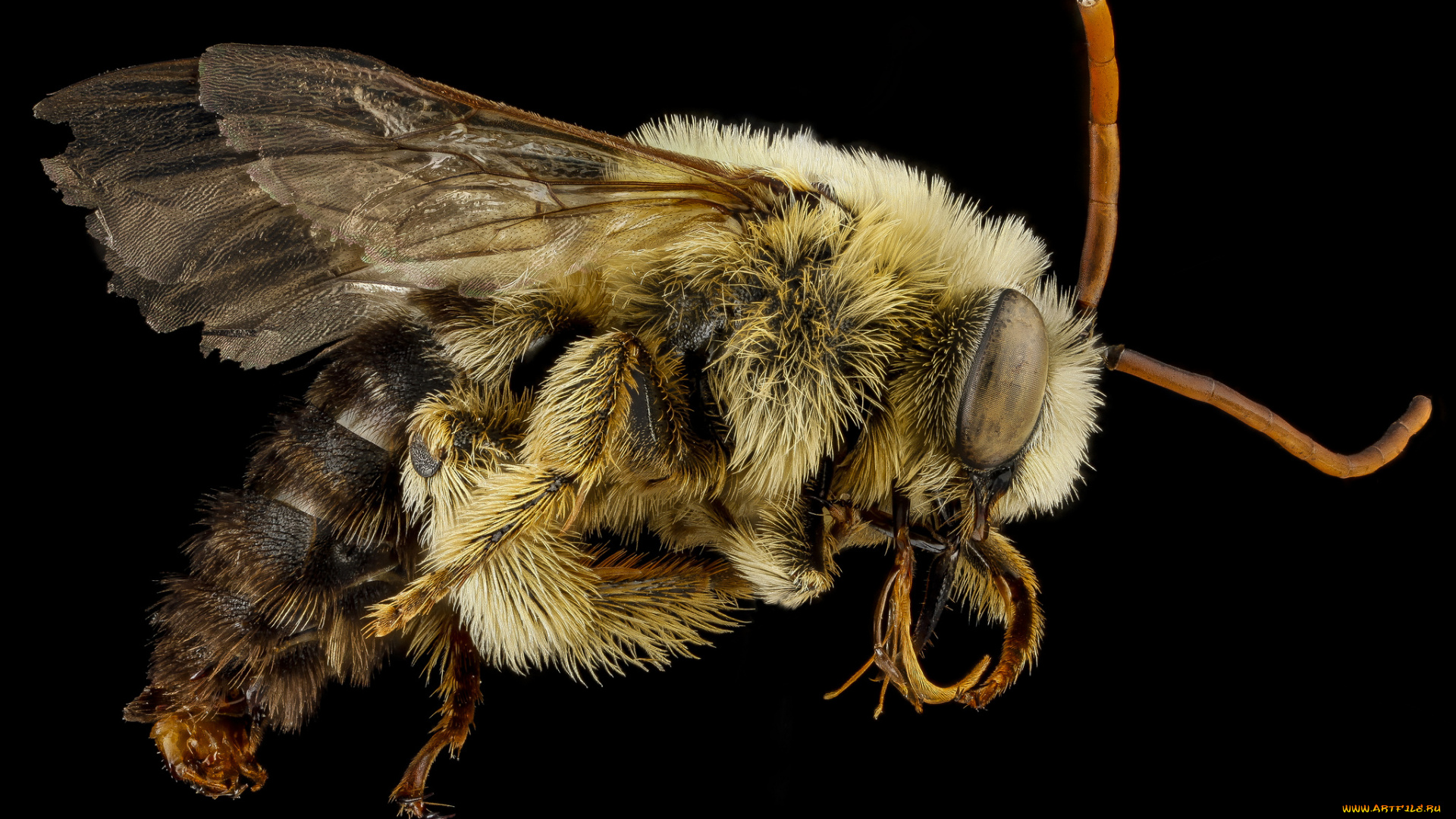 животные, насекомые, насекомое, макросъемка