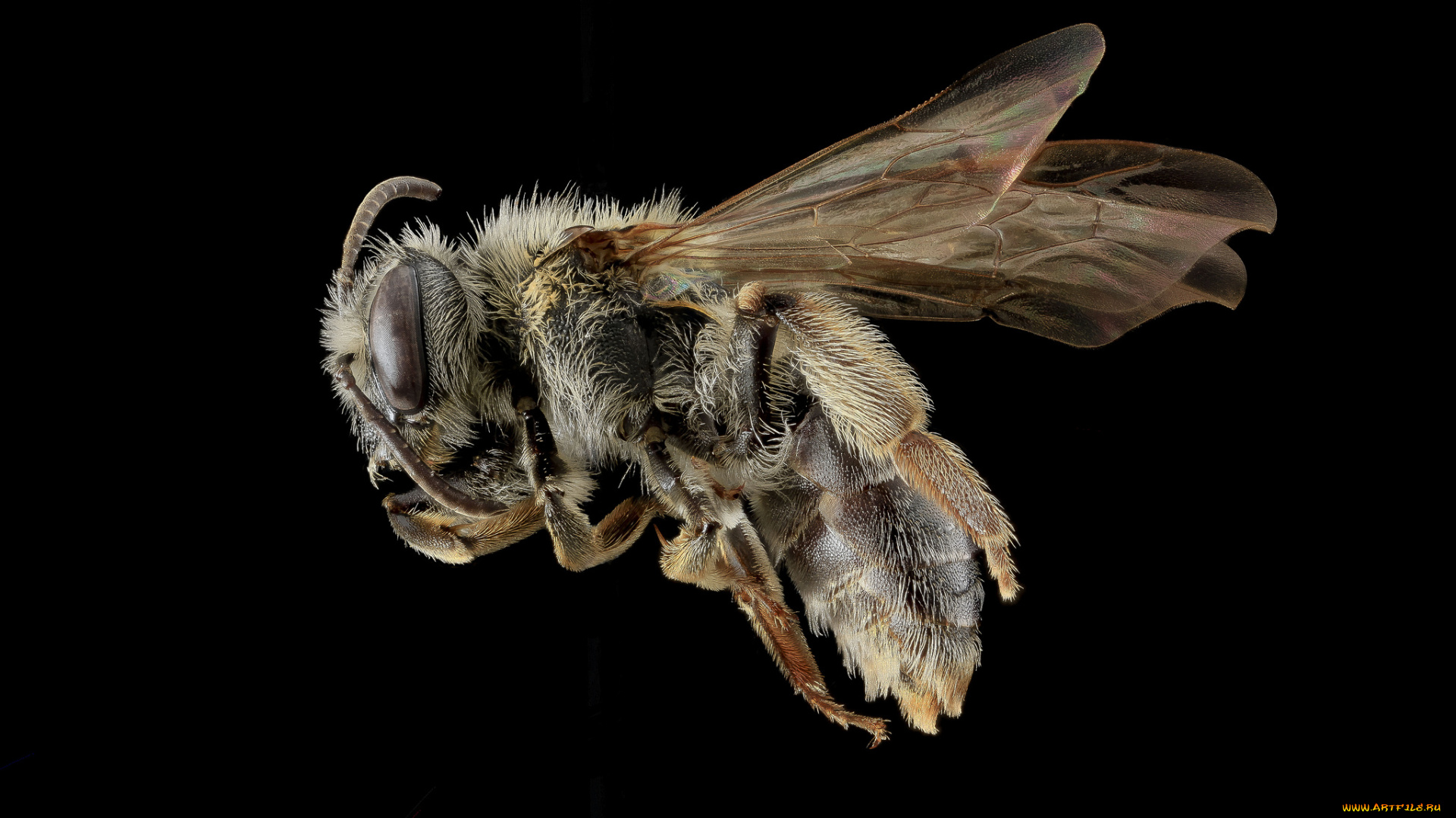 животные, насекомые, насекомое, макросъемка