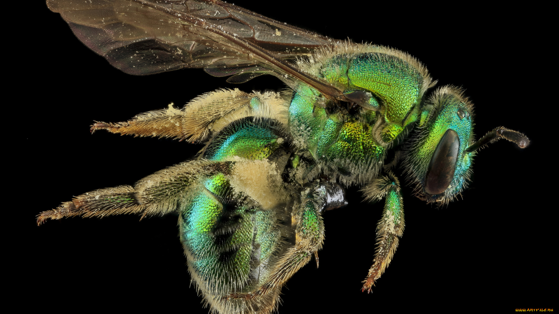 животные, насекомые, насекомое, макросъемка