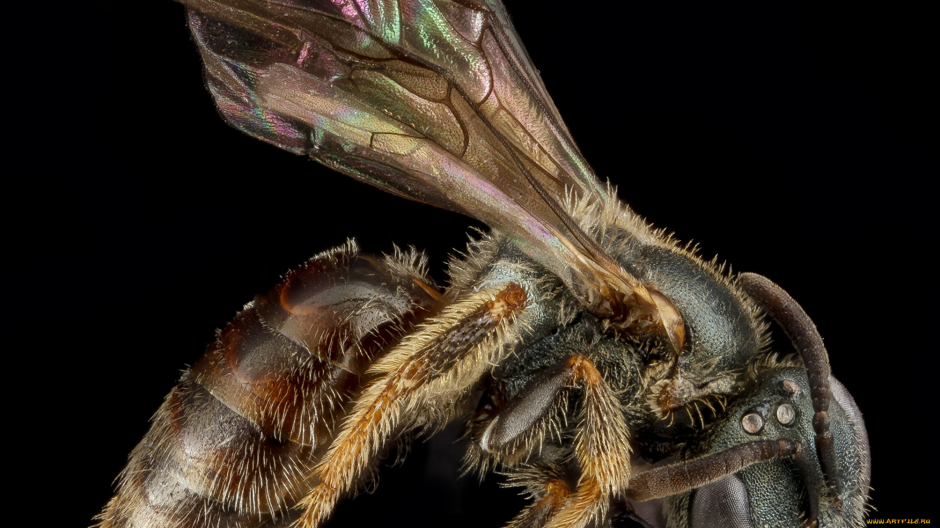 животные, насекомые, насекомое, макросъемка