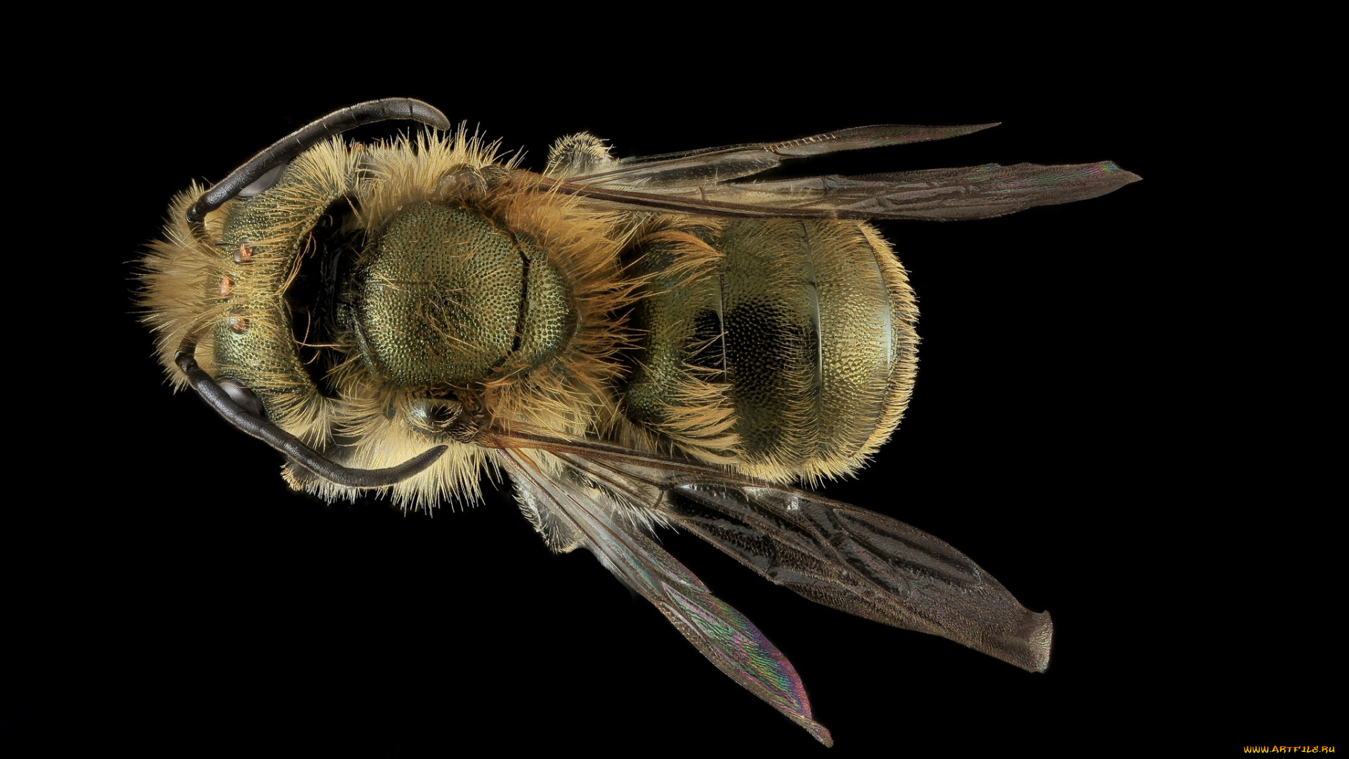 животные, насекомые, насекомое, макросъемка