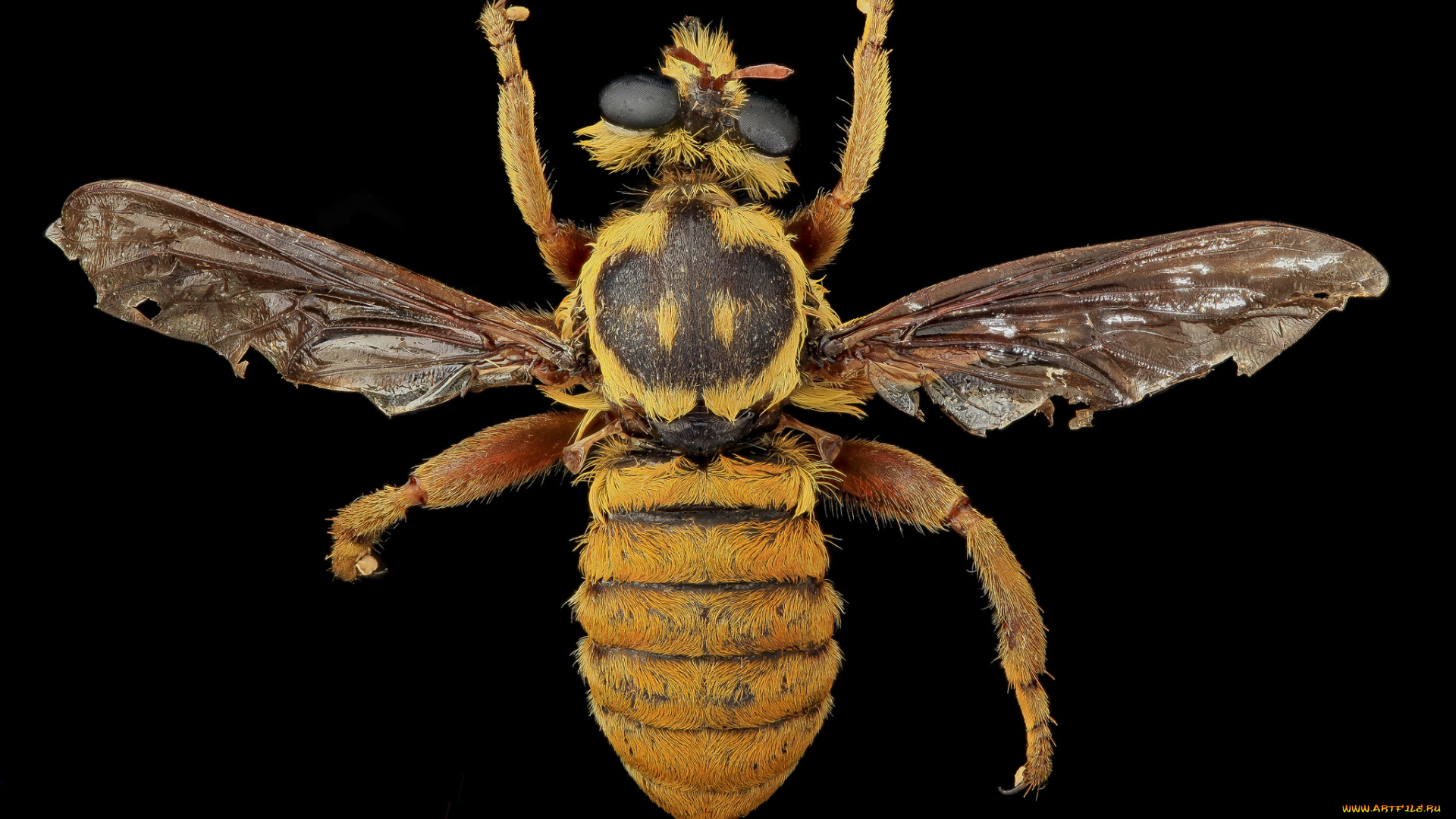 животные, насекомые, насекомое, макросъемка