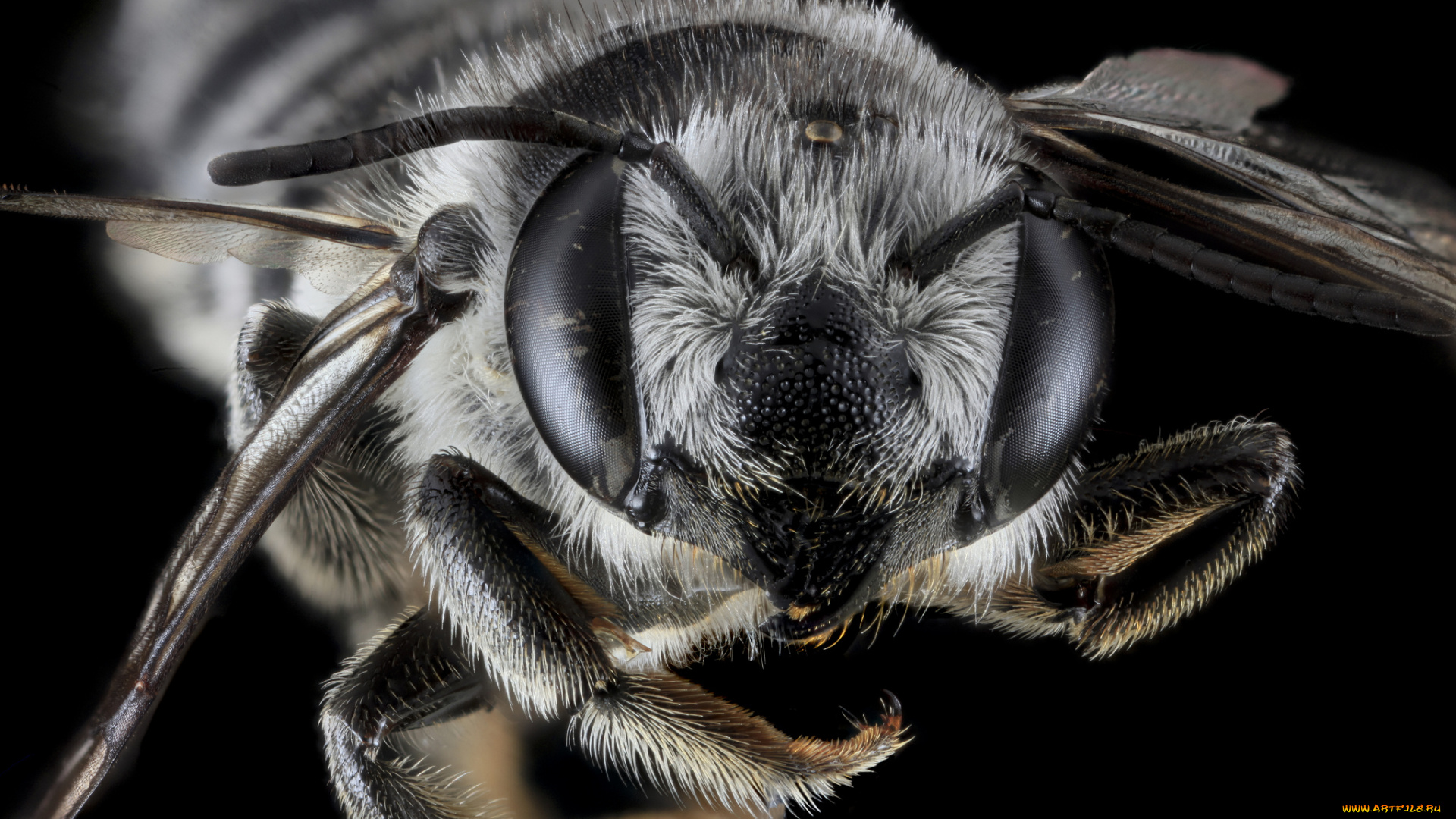 животные, насекомые, насекомое, макросъемка