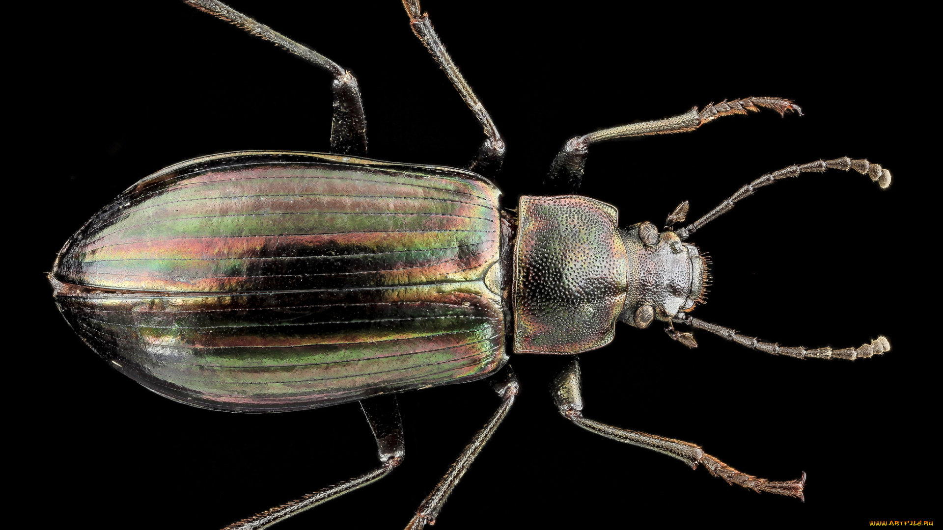 животные, насекомые, насекомое, макросъемка