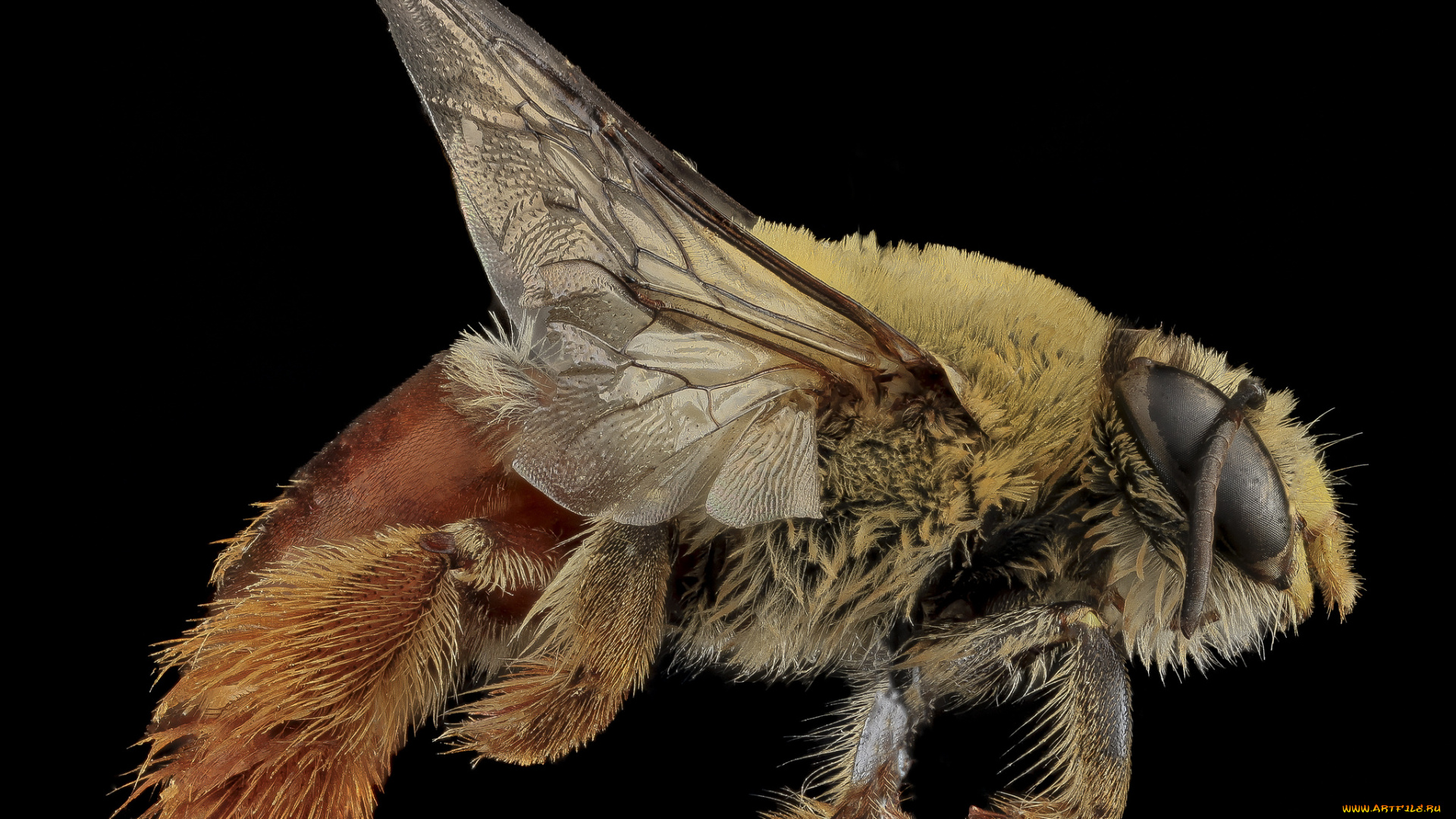 животные, насекомые, насекомое, макросъемка