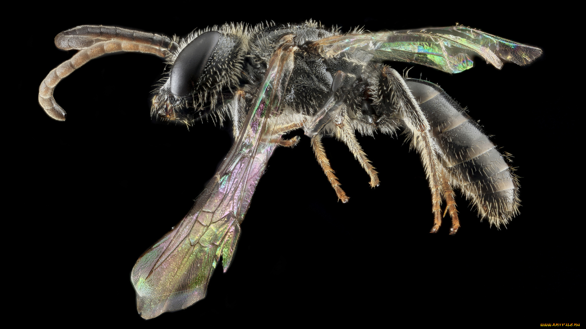 животные, насекомые, насекомое, макросъемка