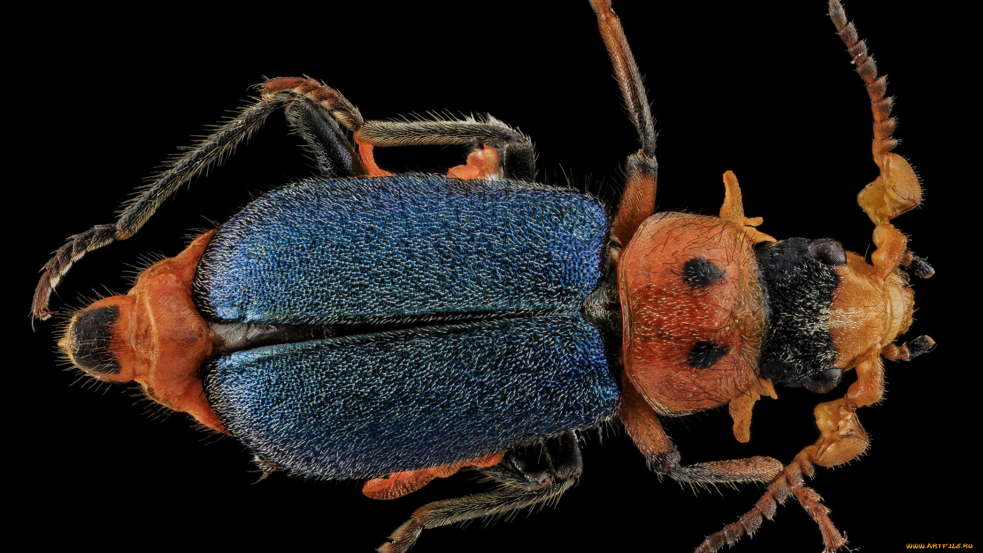 животные, насекомые, насекомое, макросъемка